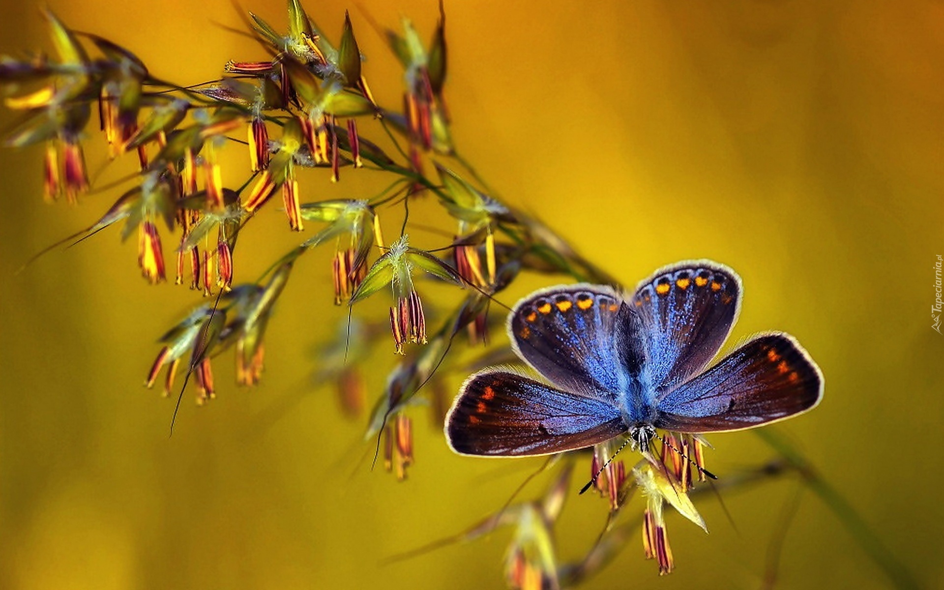 Niebieski, Motyl, Roślina