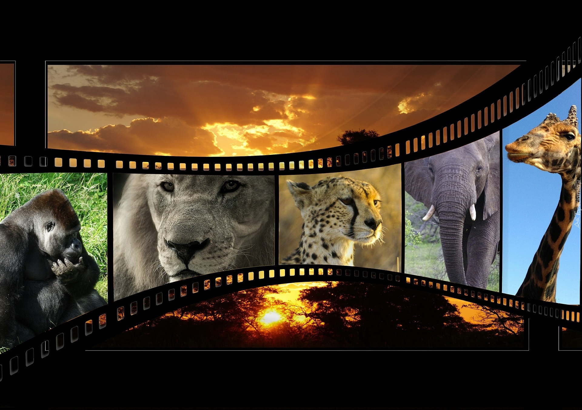 Małpa, Lew, Jaguar, Słoń, Żyrafa, Taśma Filmowa, Zachód Słońca