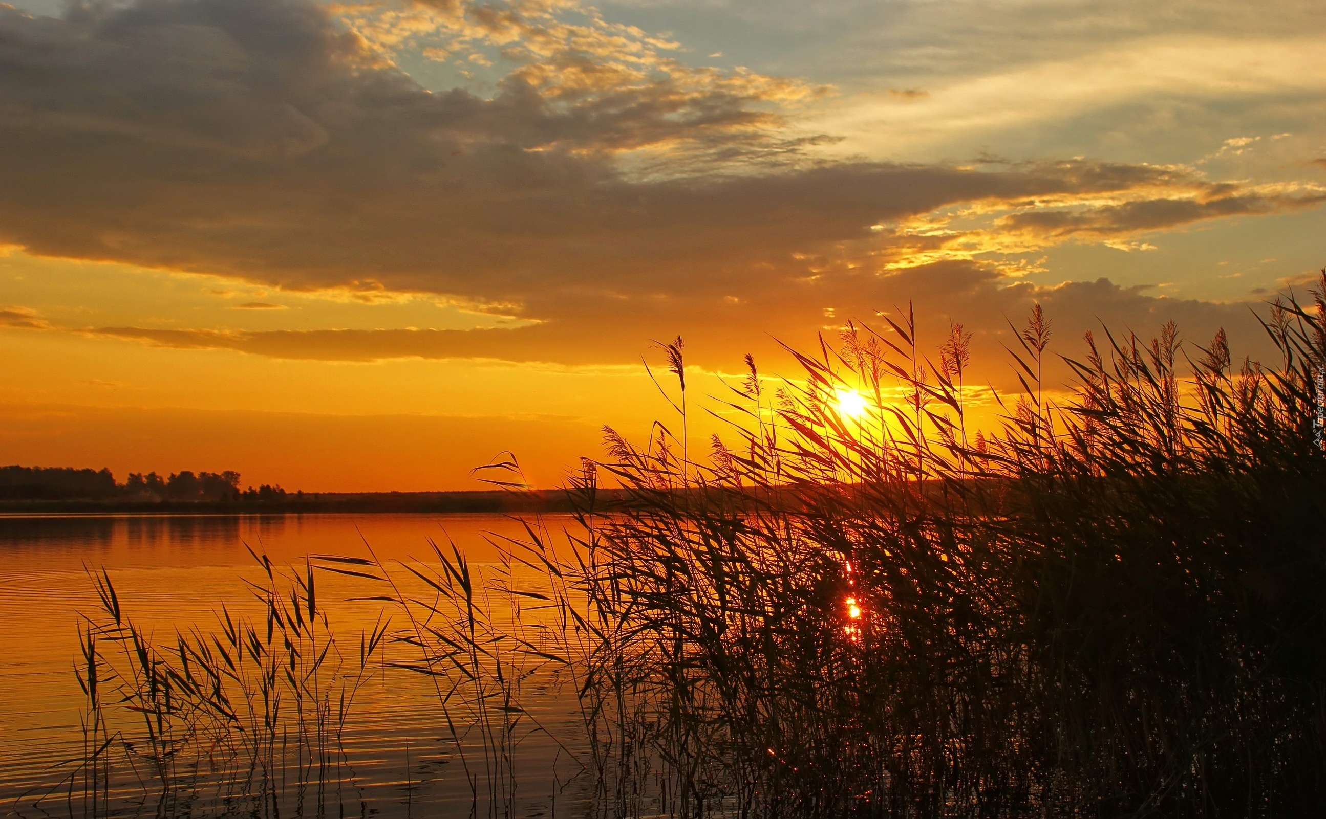 Zachód, Słońca, Rośliny, Jezioro