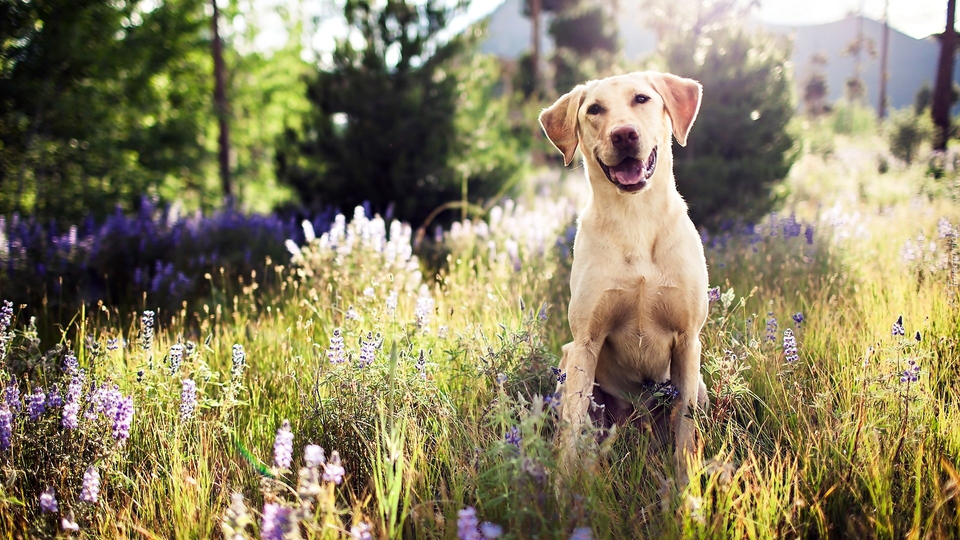 Uśmiech, Pies, Golden retriever, Łąka