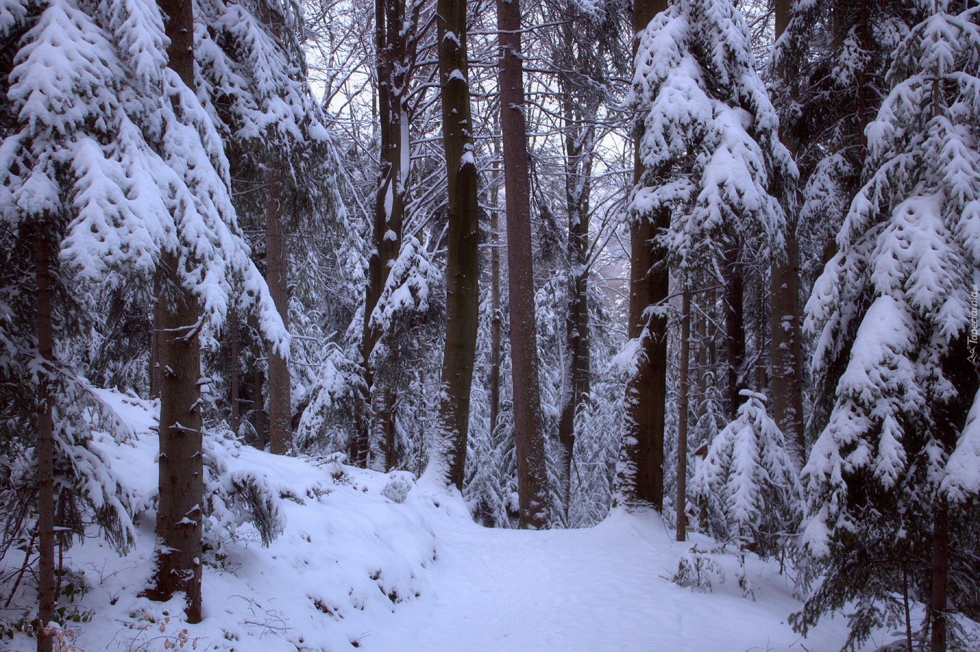 Zima, Las, Śnieg