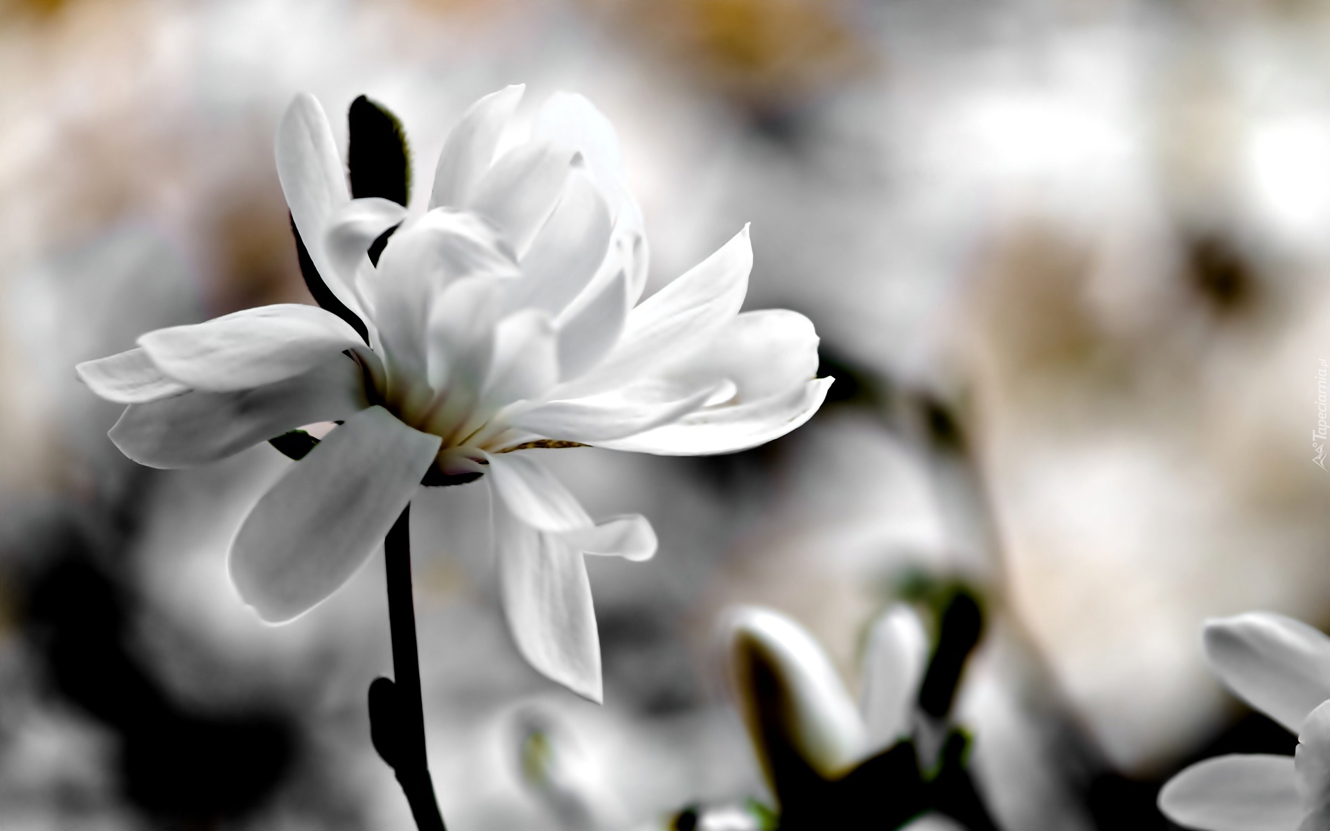 Biały, Kwiat, Magnolia