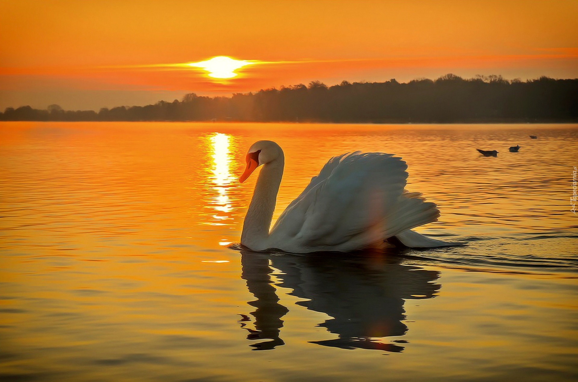 Łabędź, Jezioro, Zachód, Słońca