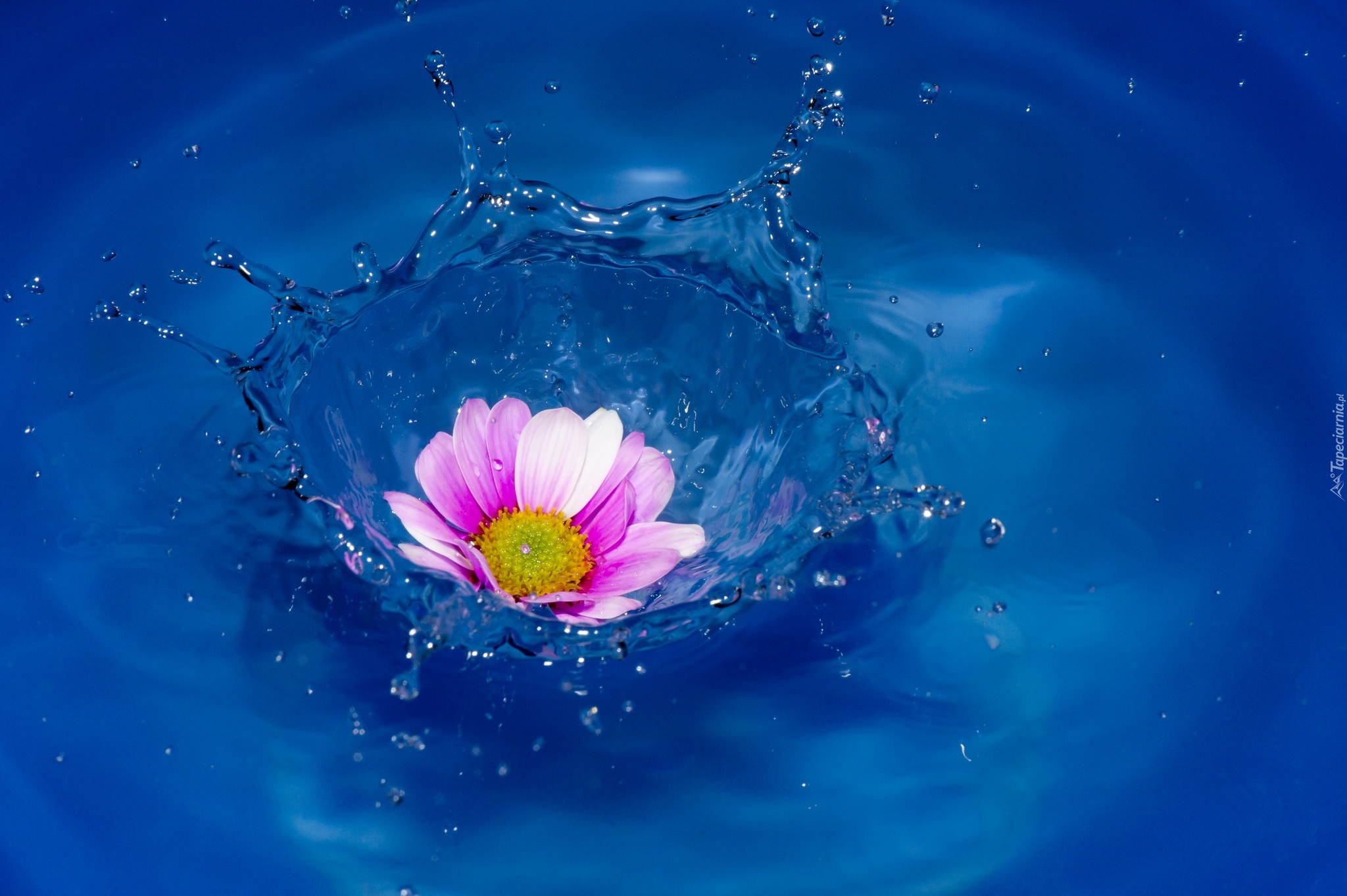Вода цветы красиво. Цветы на воде. Цветы на фоне воды. Цветы плавают в воде. Цветы отражение в воде.