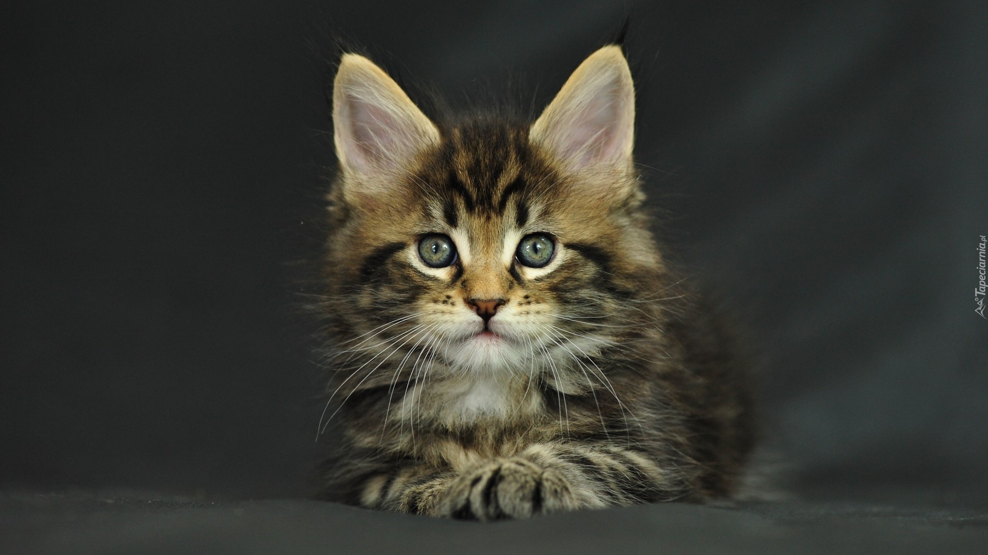 Kotek, Maine Coon