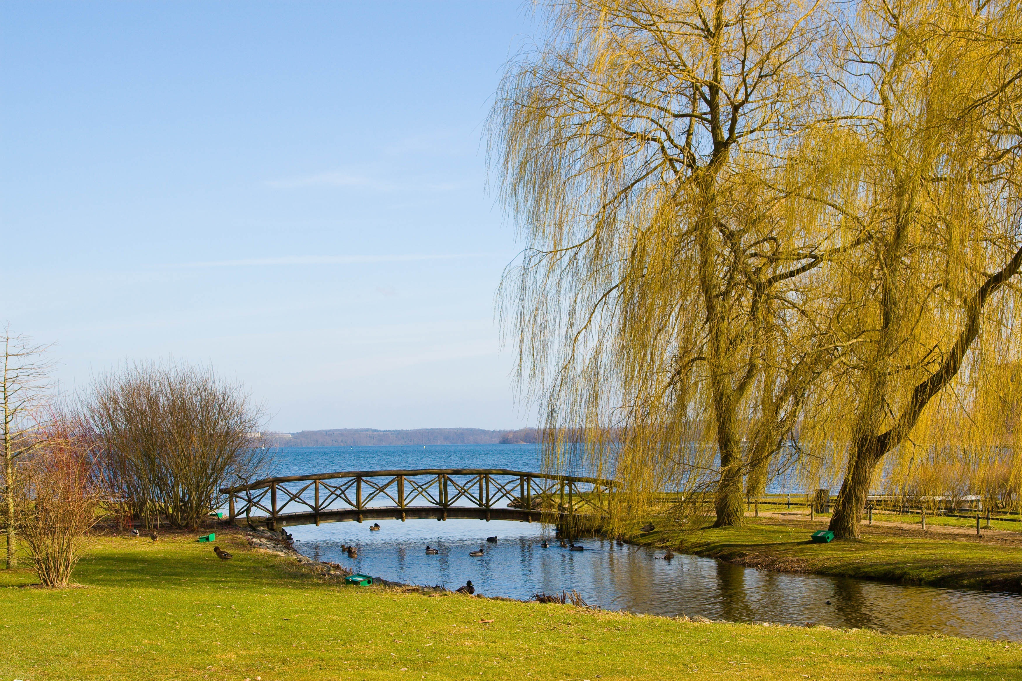 Park, Mostek, Jezioro, Wierzba