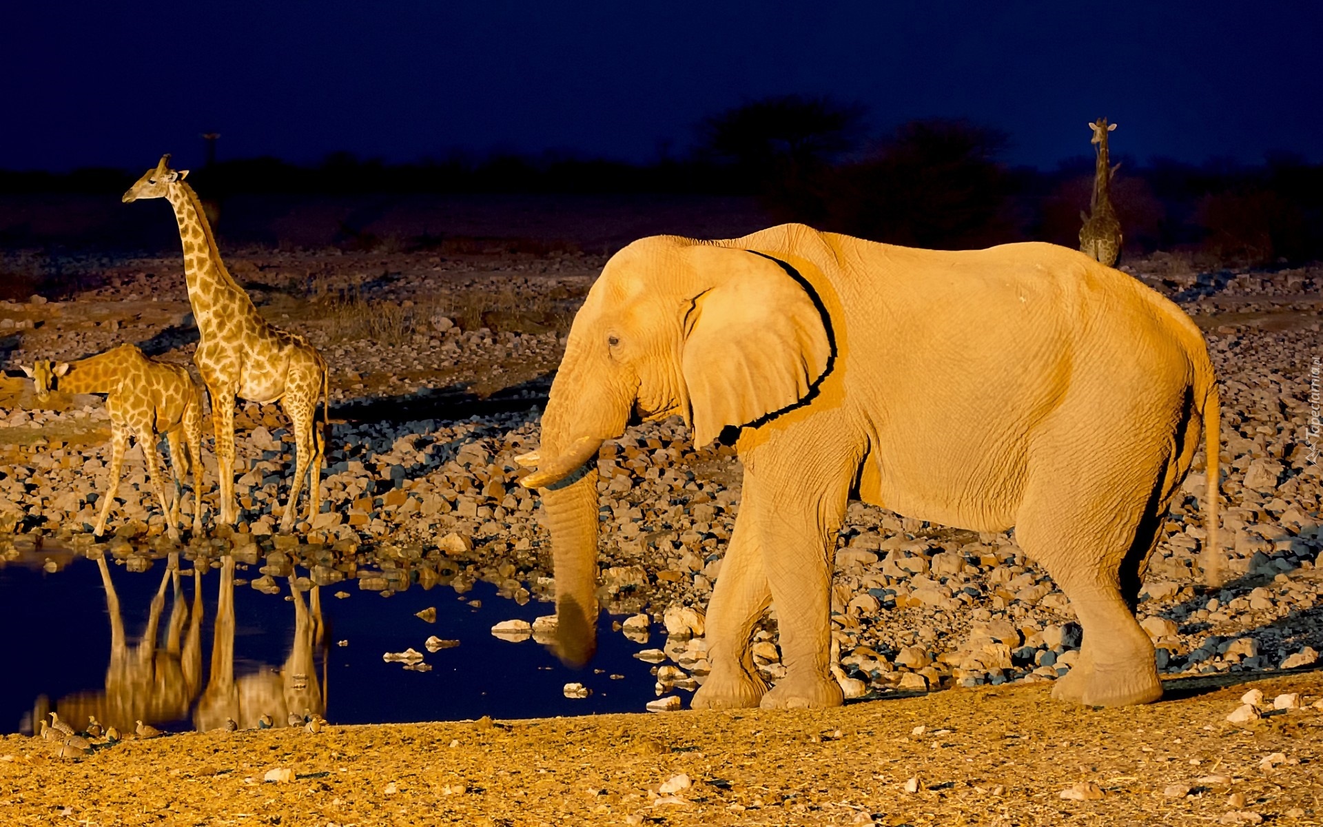 Żyrafy, Słoń, Wodopój, Noc, Namibia, Afryka