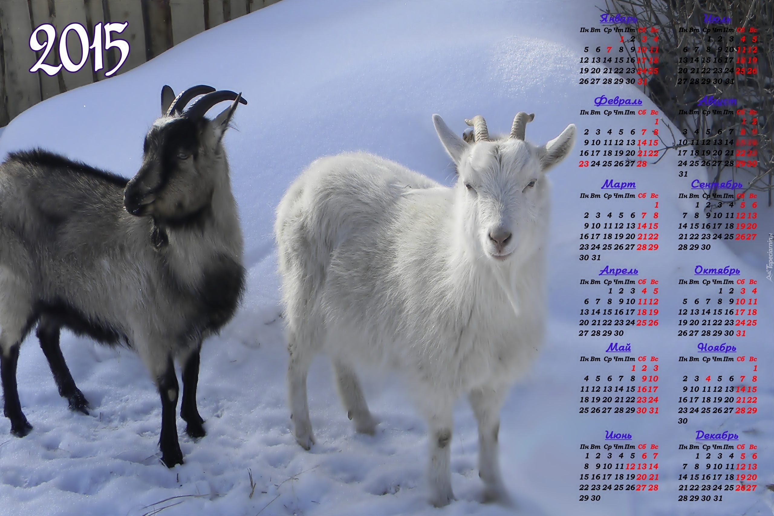 Коза годы рождения. Календарь 2015 год козы. Козы 2015. 2015 Год это год козы. Год козы года.