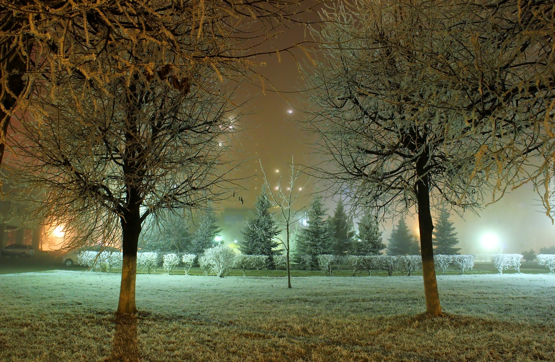 Park, Noc, Drzewa, Oświetlenie