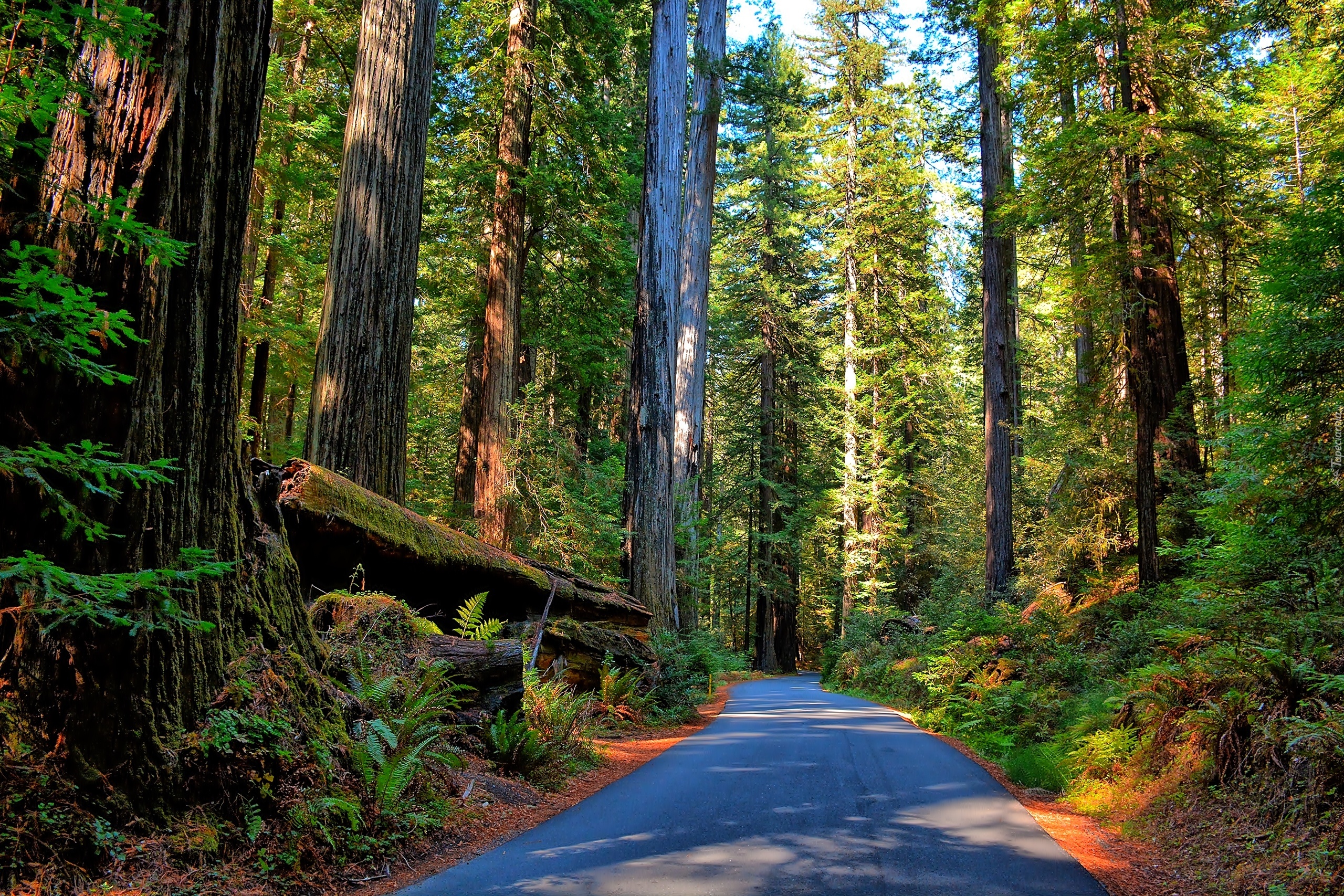 Las, Sekwoje, Droga, Paprocie, Park Narodowy Redwood, Kalifornia, Stany Zjednoczone