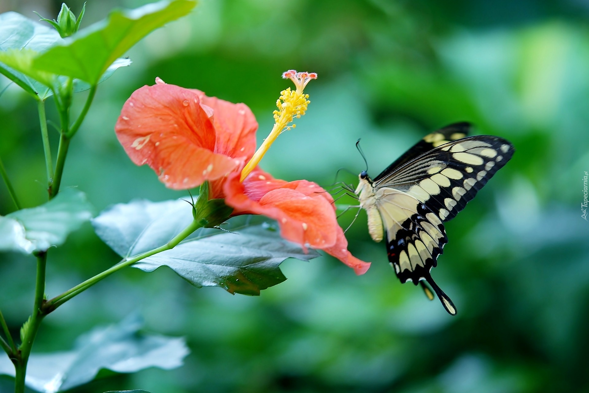 Kwiat, Hibiskus, Motyl, Paź królowej