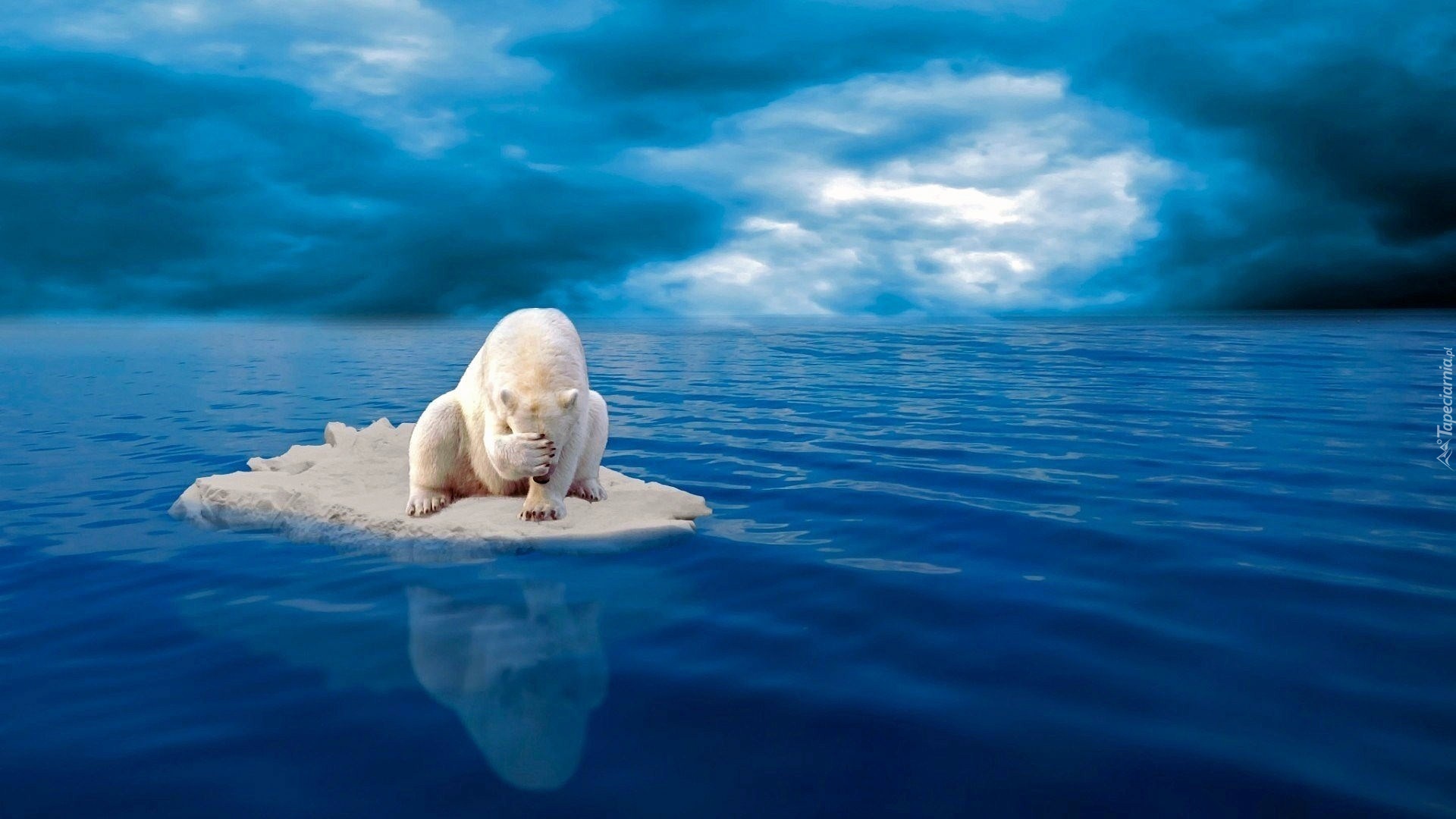 Niedźwiedź polarny, Kra lodowa, Morze