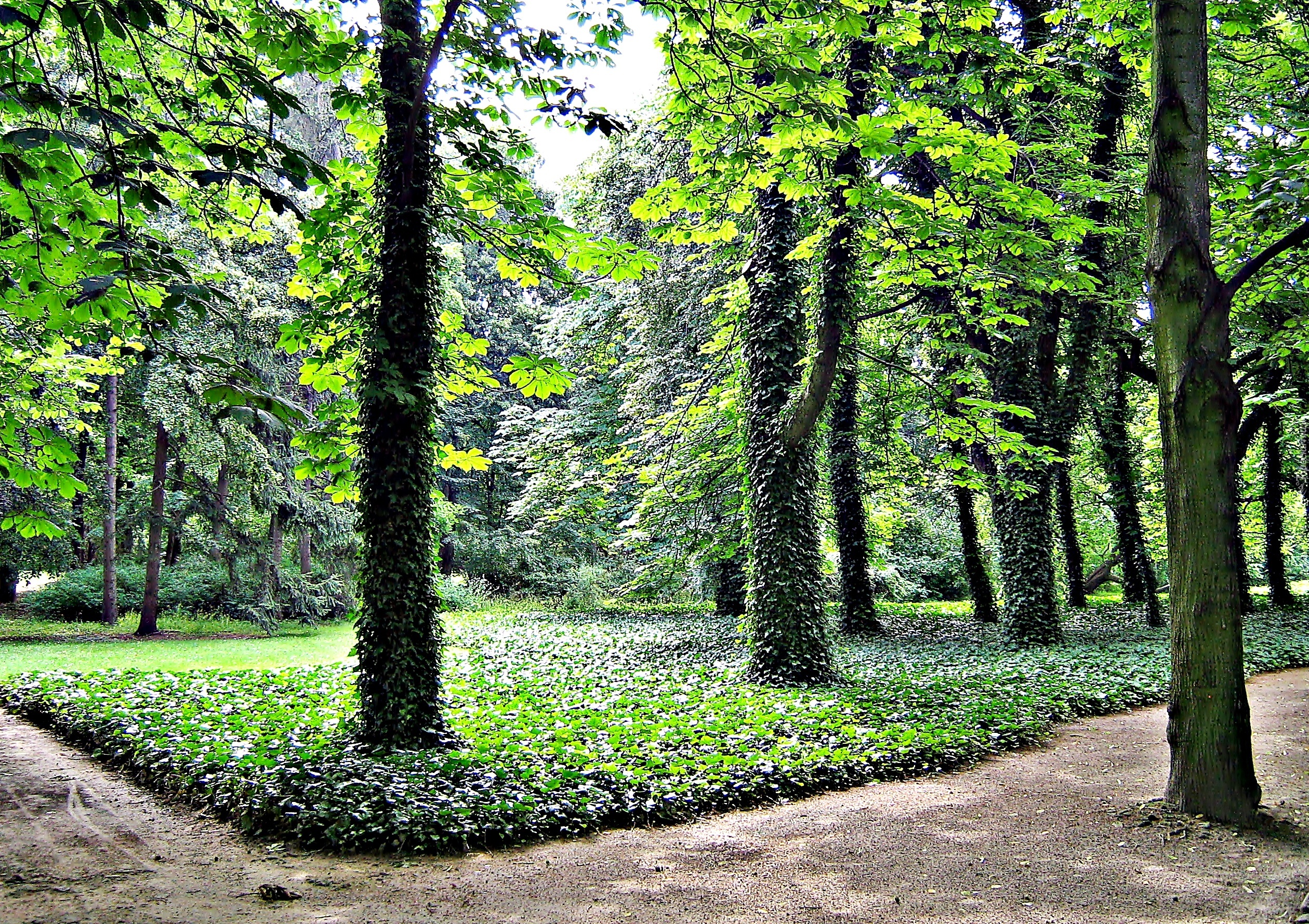 Park, Drzewa, Ścieżka