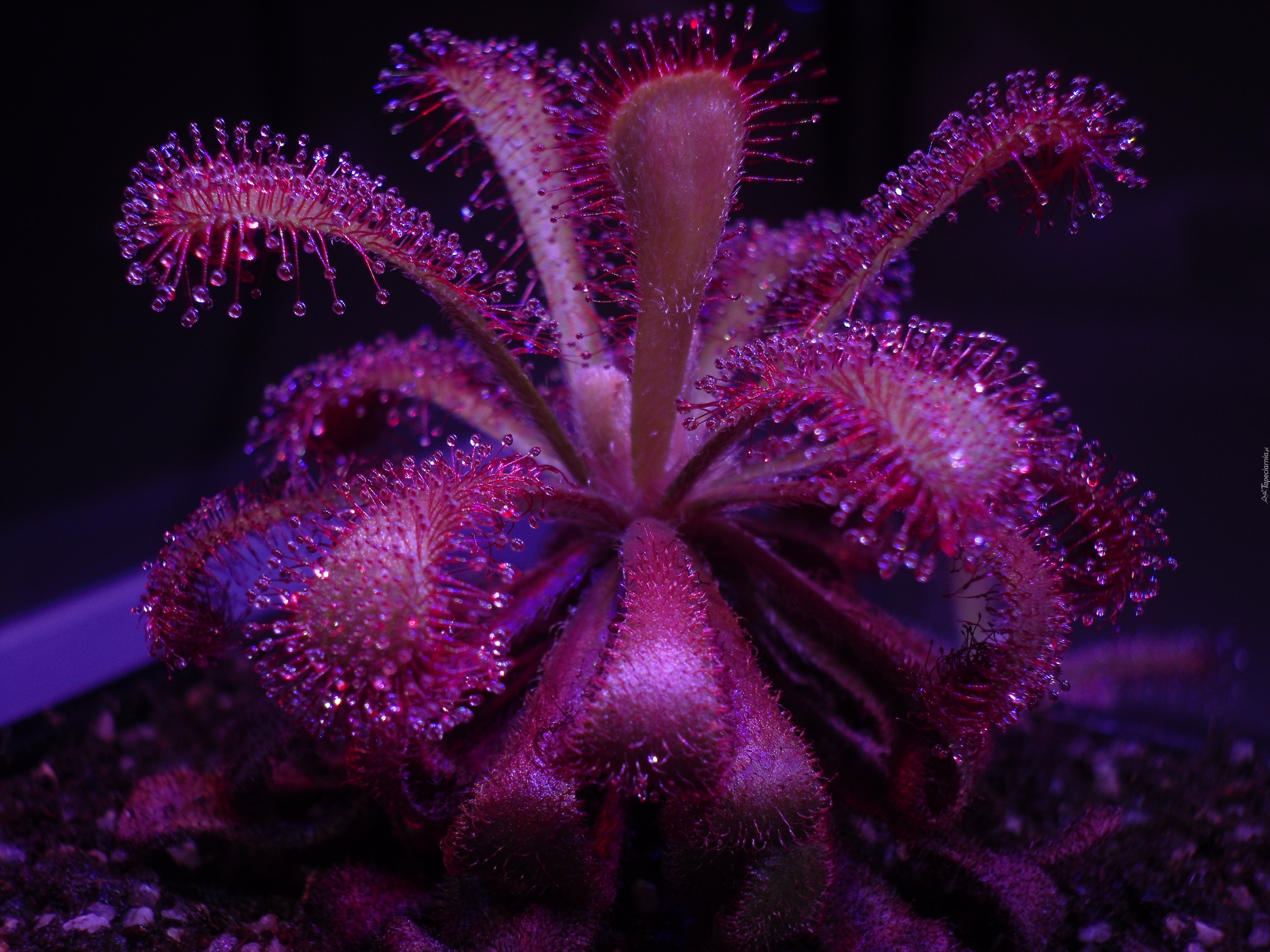 Drosera venusta