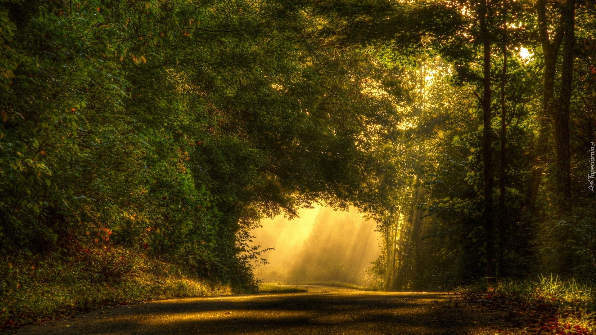 Droga, Drzewa, Przebijające Światło, Park