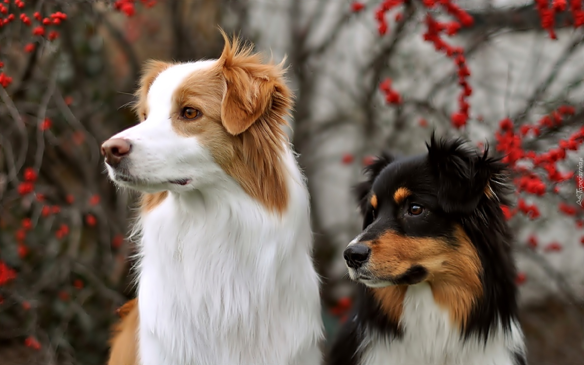 Dwa,  Border Collie