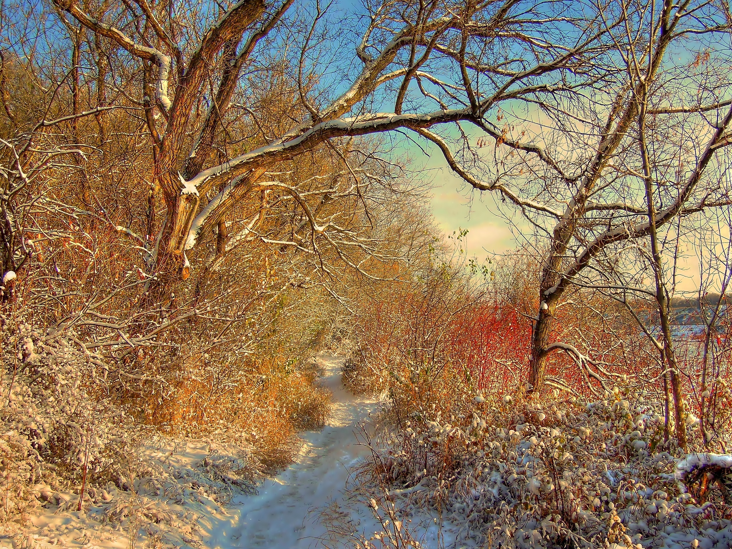 Zima, Drzewa, Ścieżka