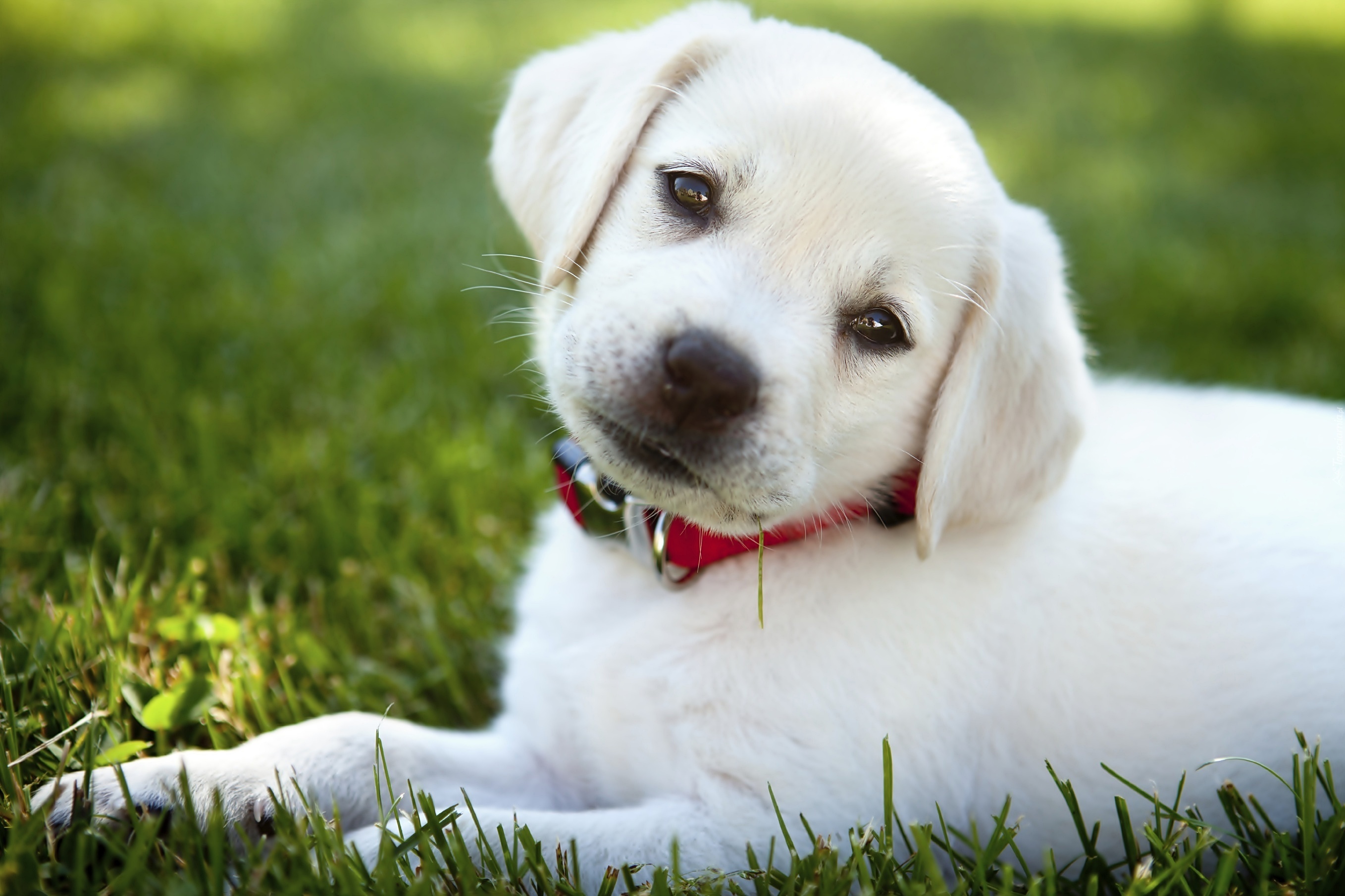 Biały, Szczeniak, Labrador retriever, Obroża, Trawa