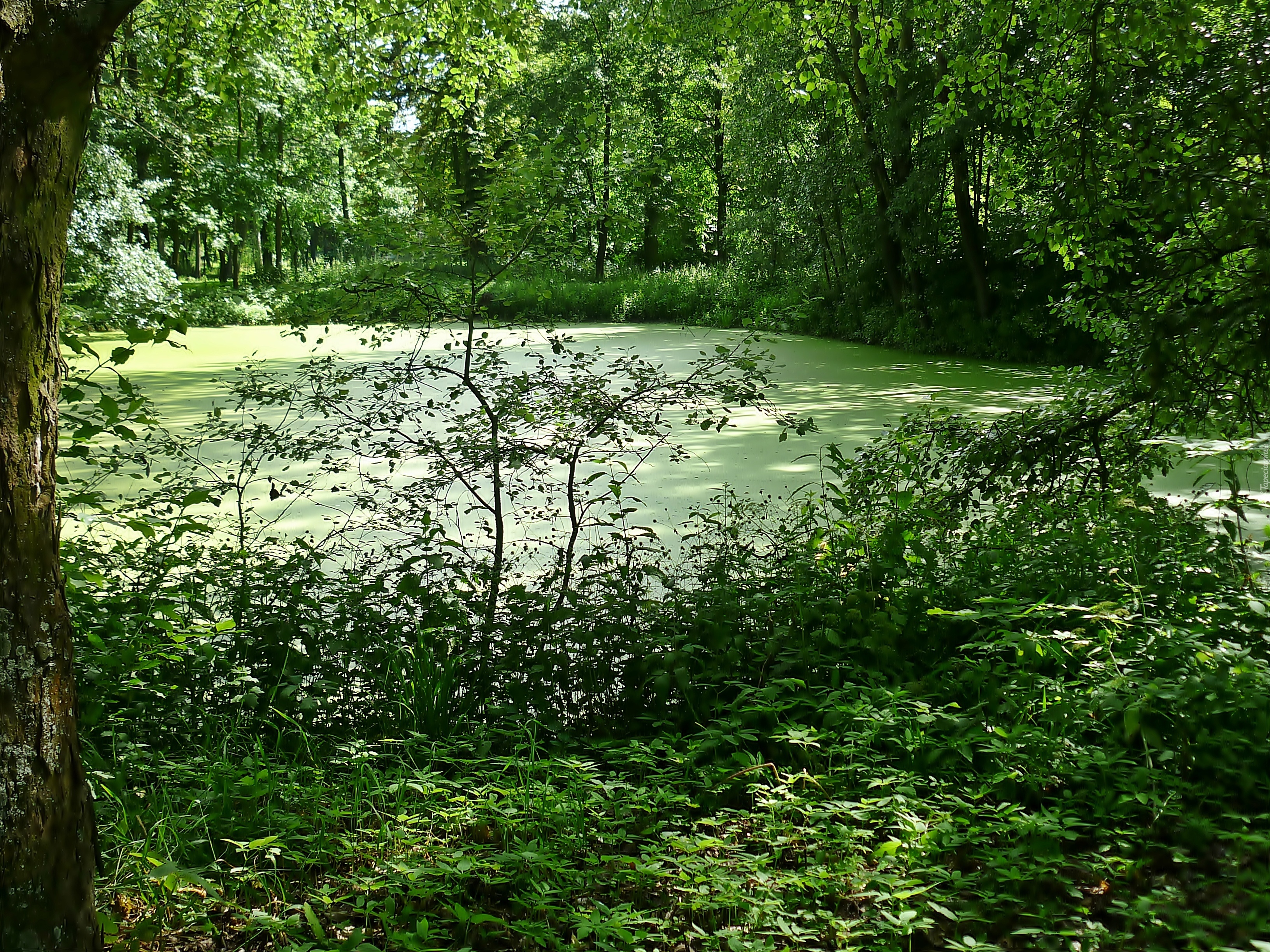 Staw, Drzewa, Rośliny