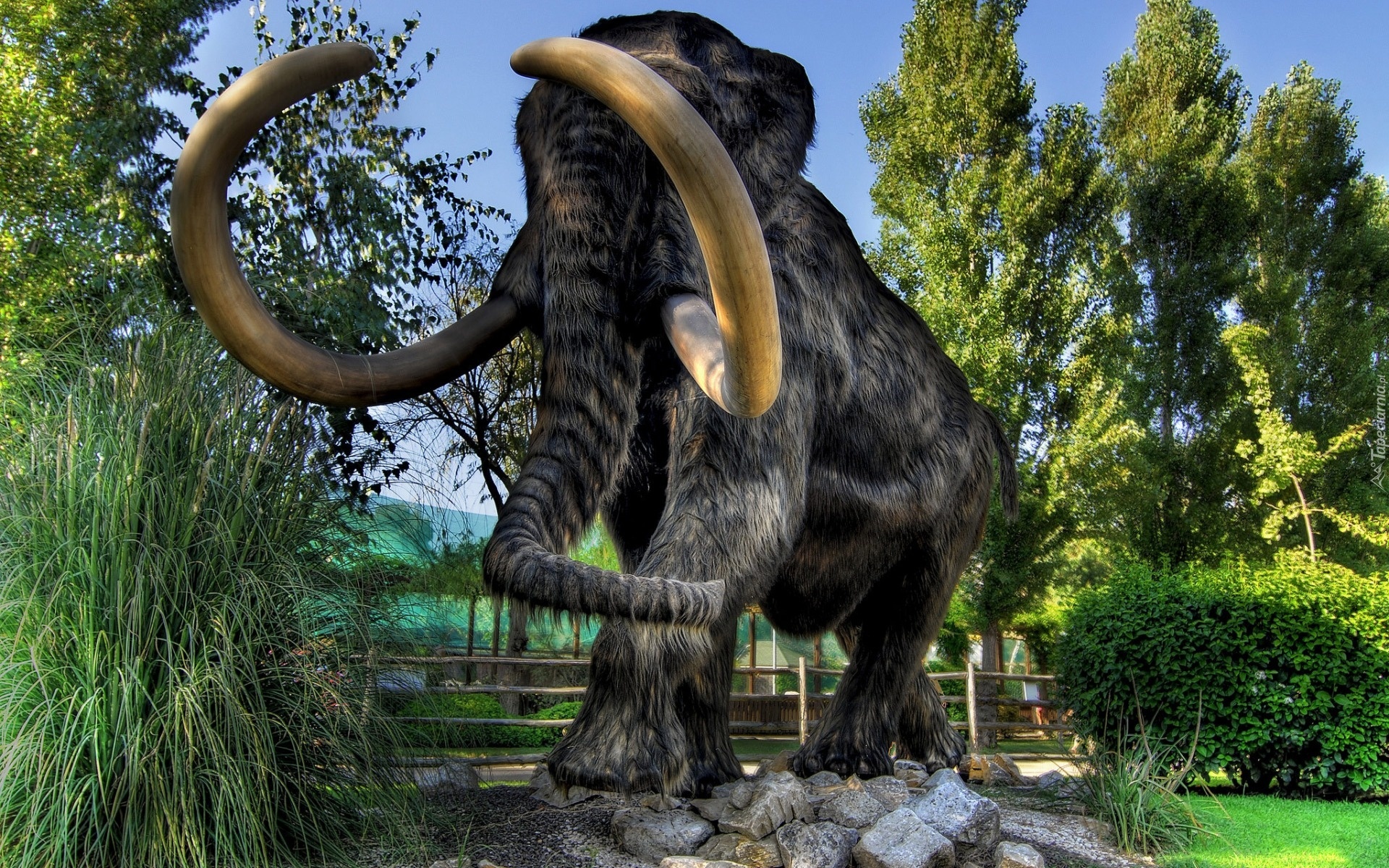 Mamut, Kły, Futro