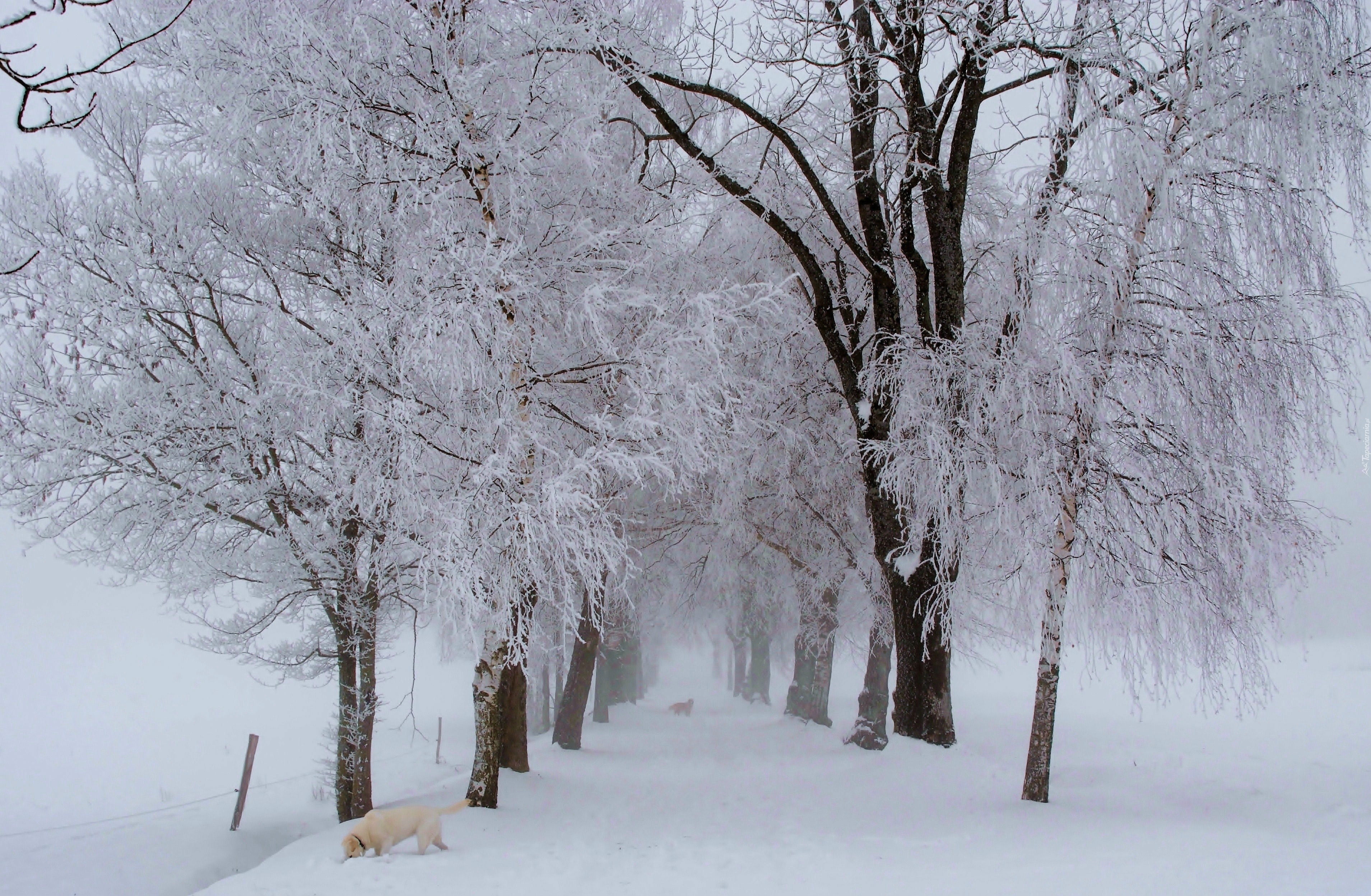 Drzewa, Droga, Psy, Śnieg