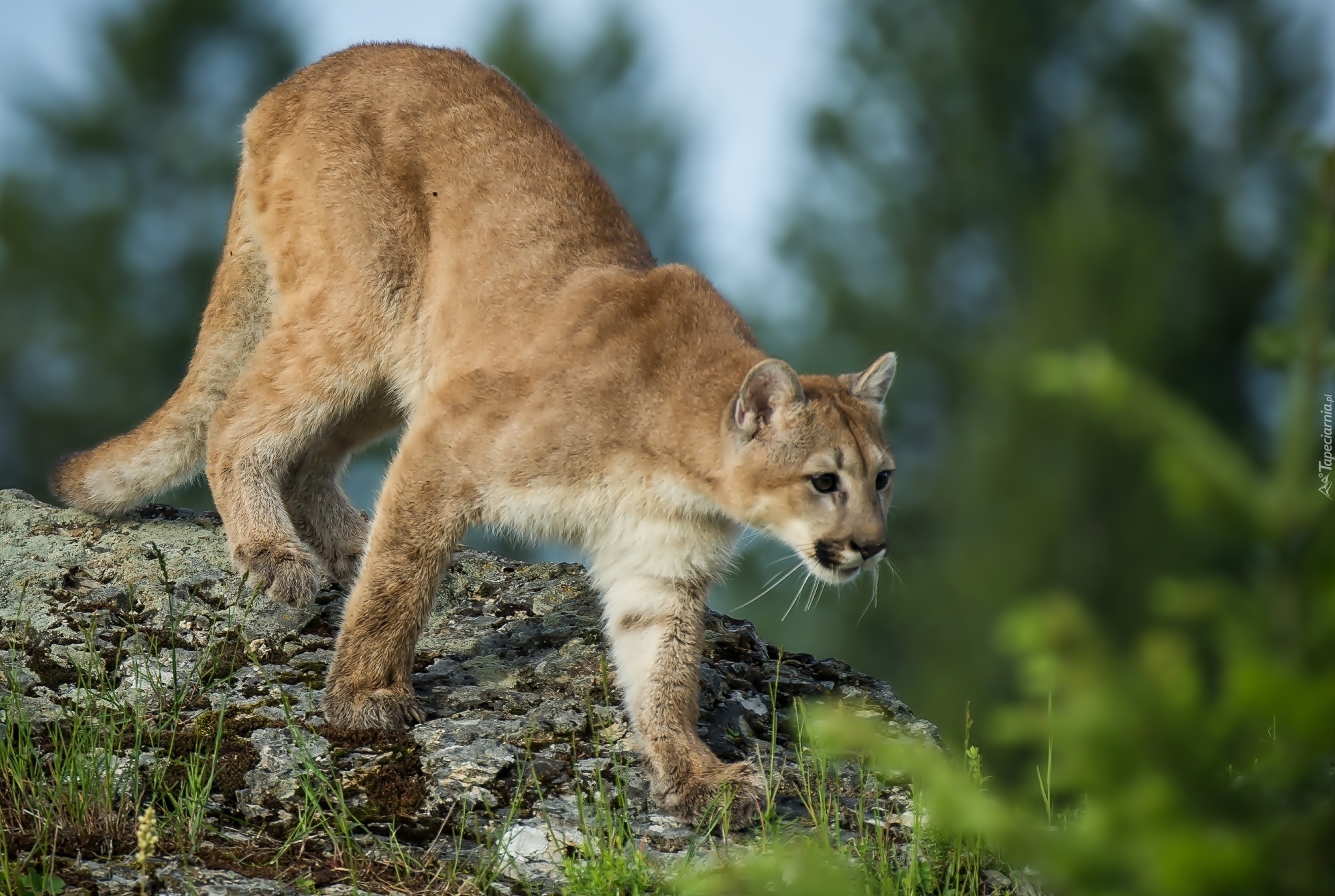 Puma, Skała