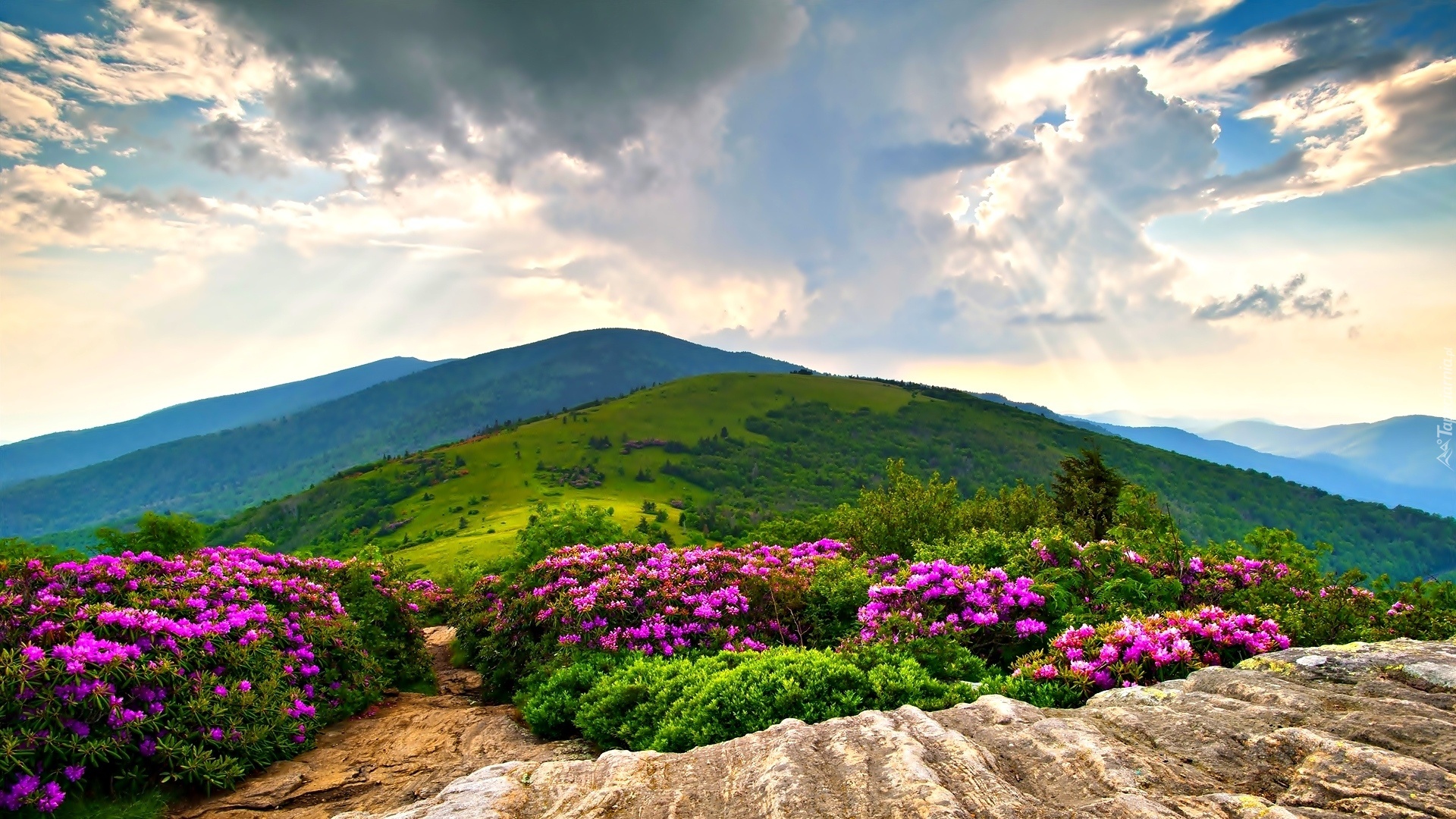 Góry, Krzewy, Rododendron, Zieleń