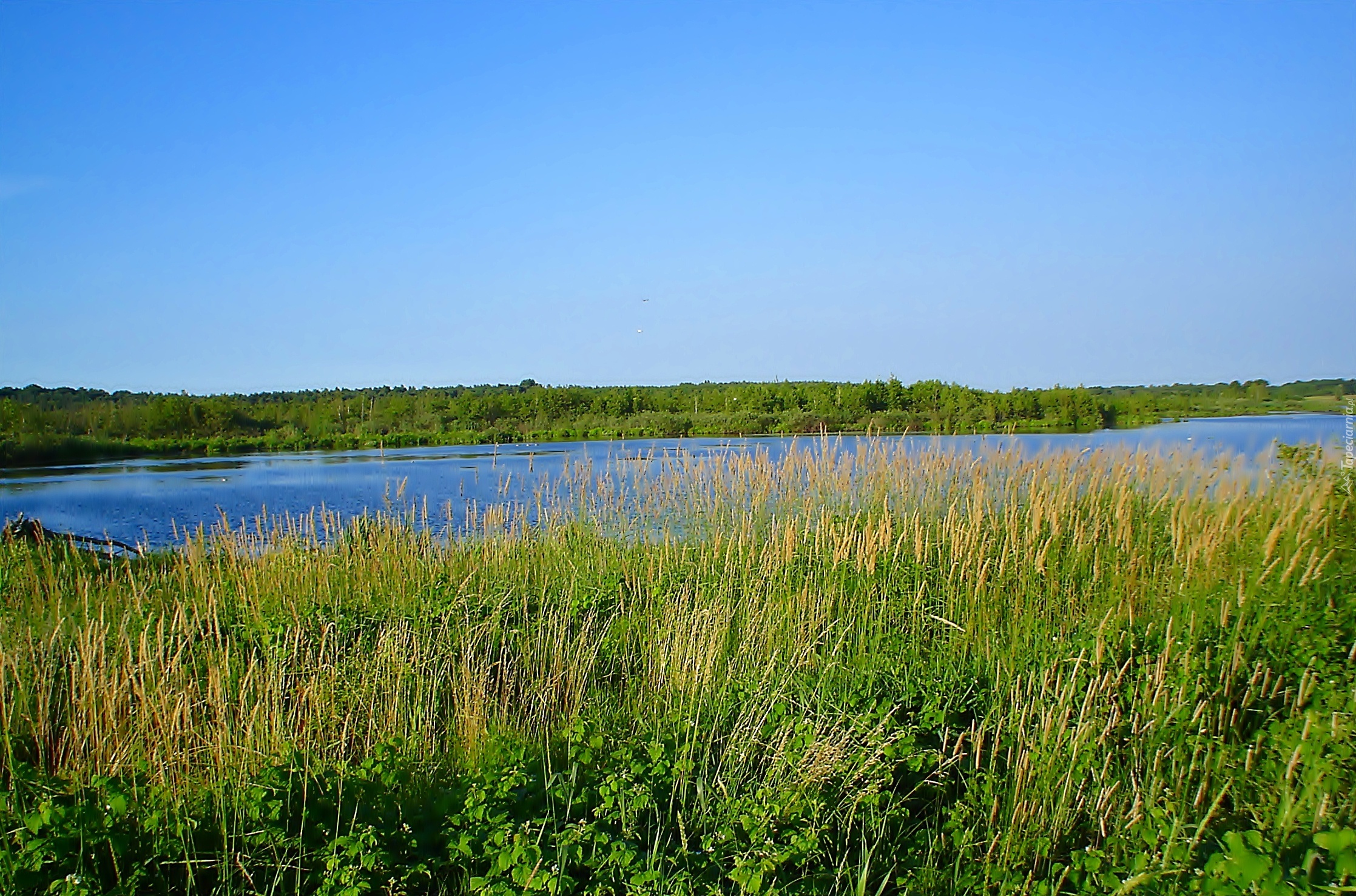 Jezioro, Niebo, Trzcina, Trawa