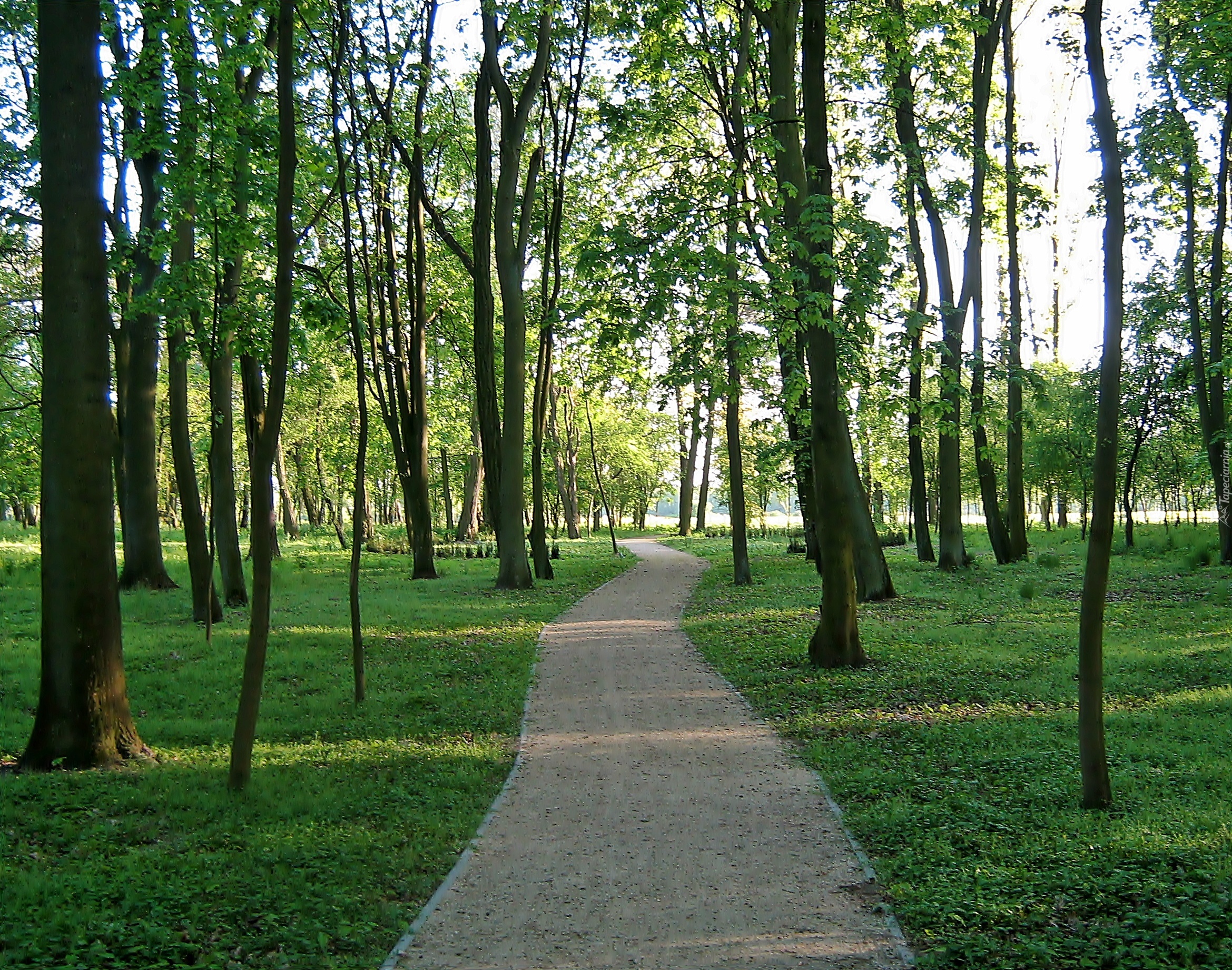 Park, Ścieżka, Drzewa
