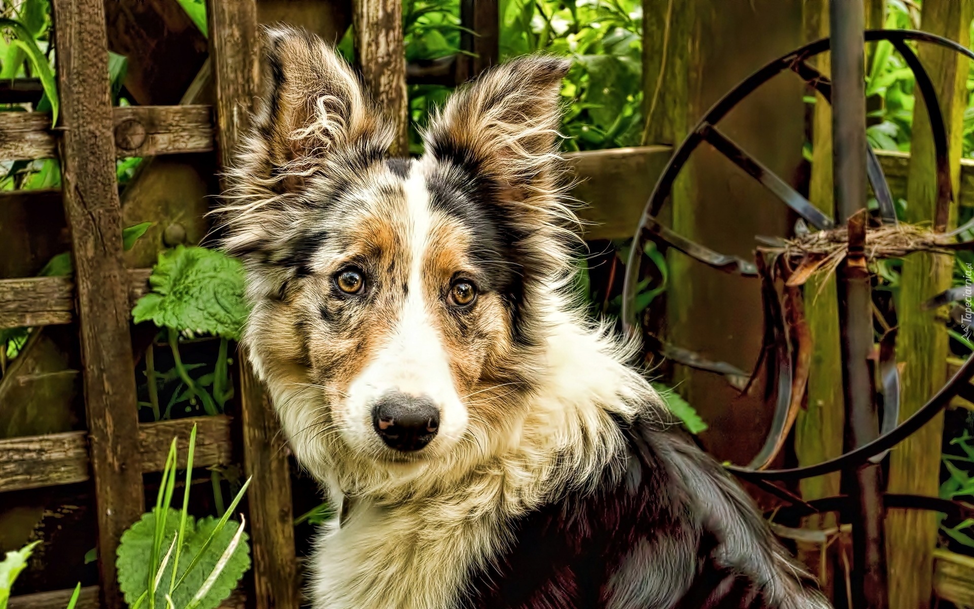 Owczarek australijski-australian shepherd