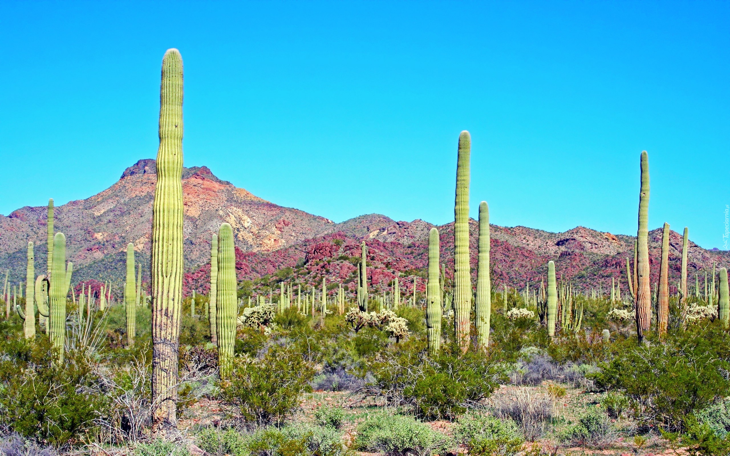 Kaktus, Arizona