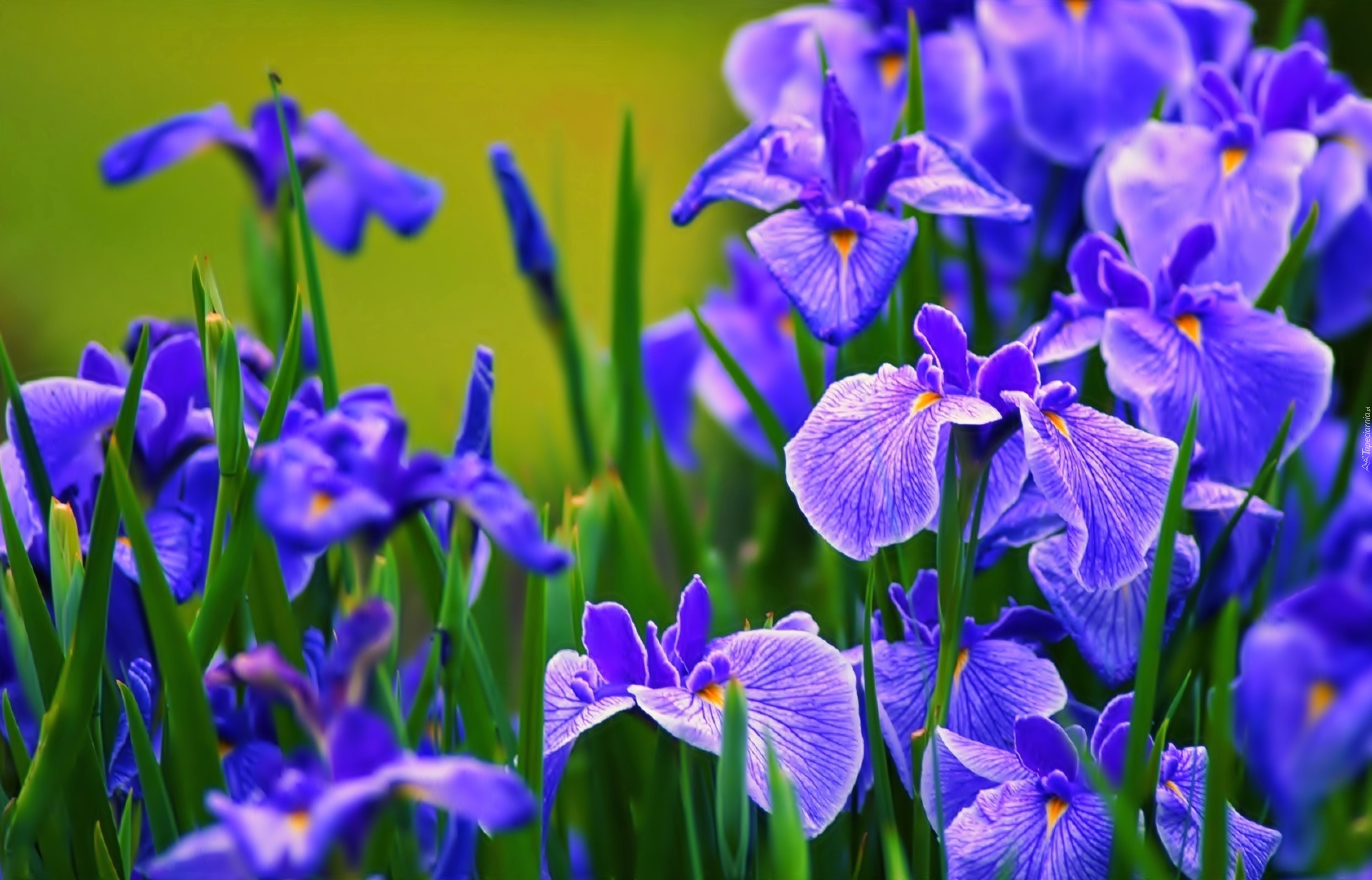 Niebieskie, Kwiatki, Irysy