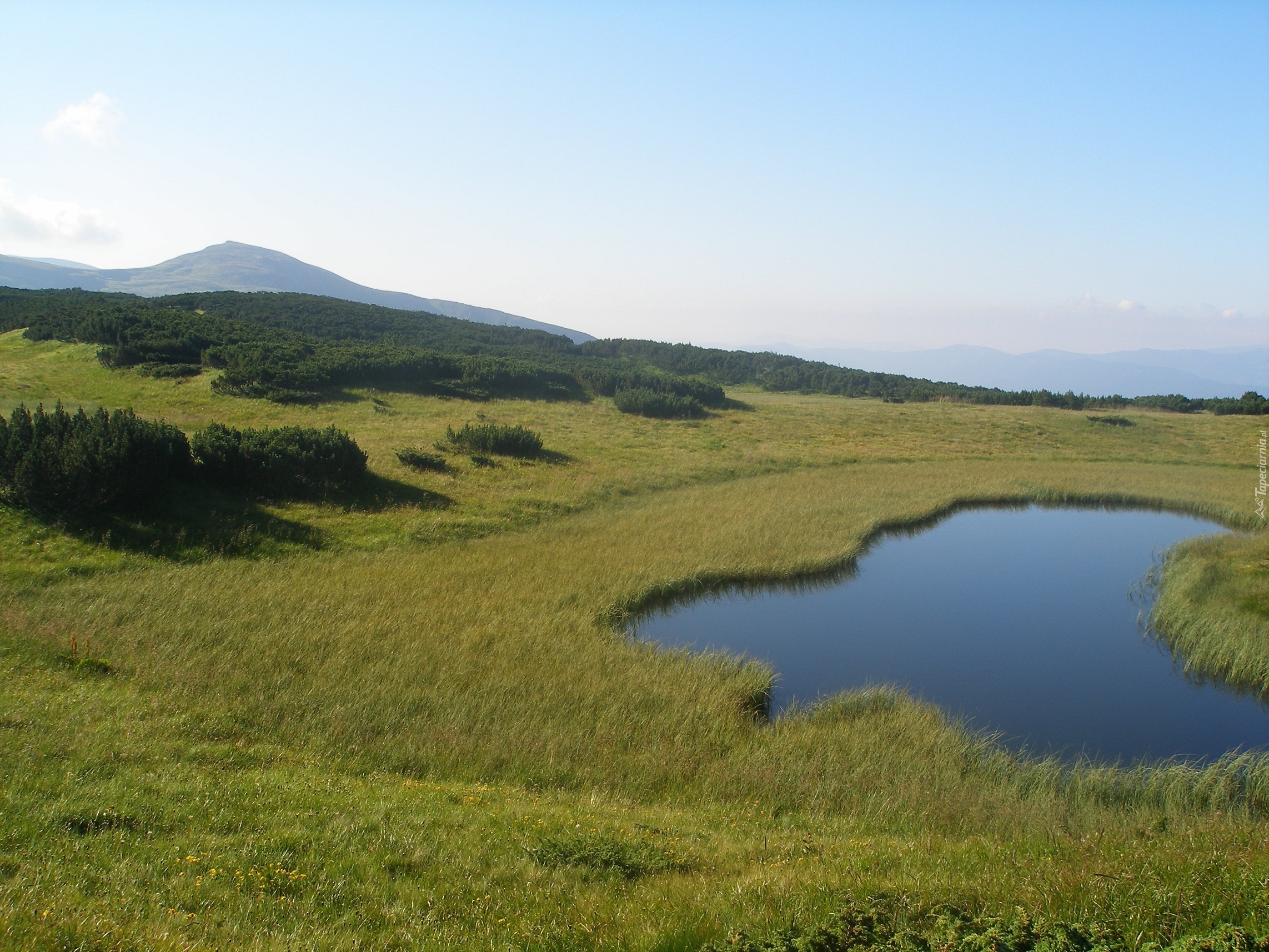 Tatry, Łąka