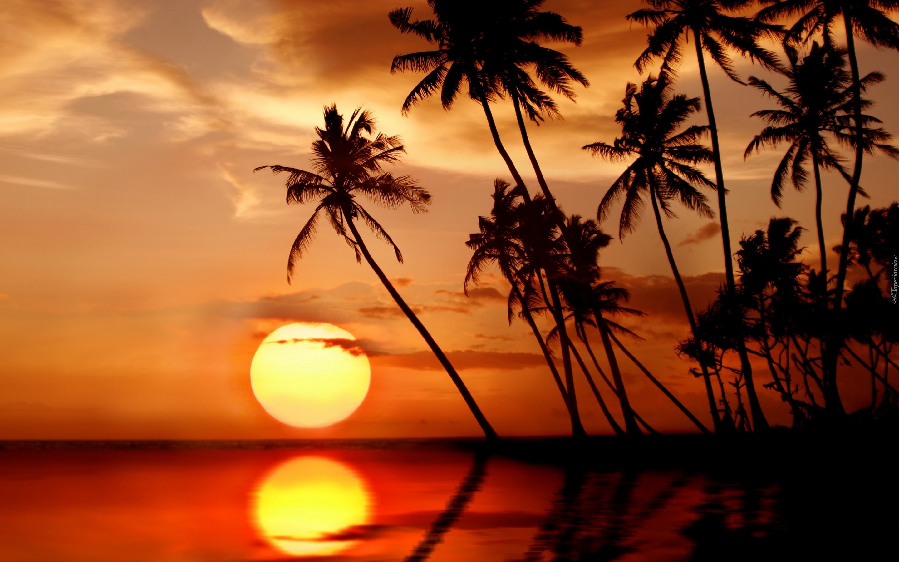 Morze, Zachód Słońca, Palmy