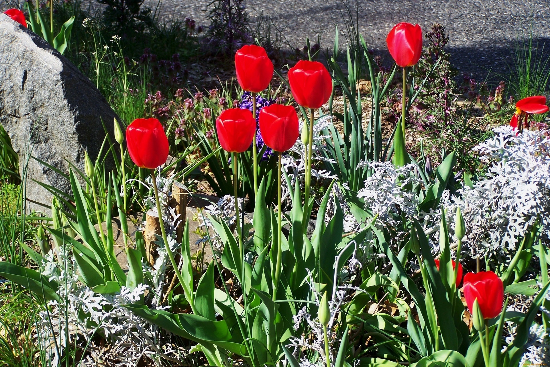 Kwiaty, Tulipany, Ogródek
