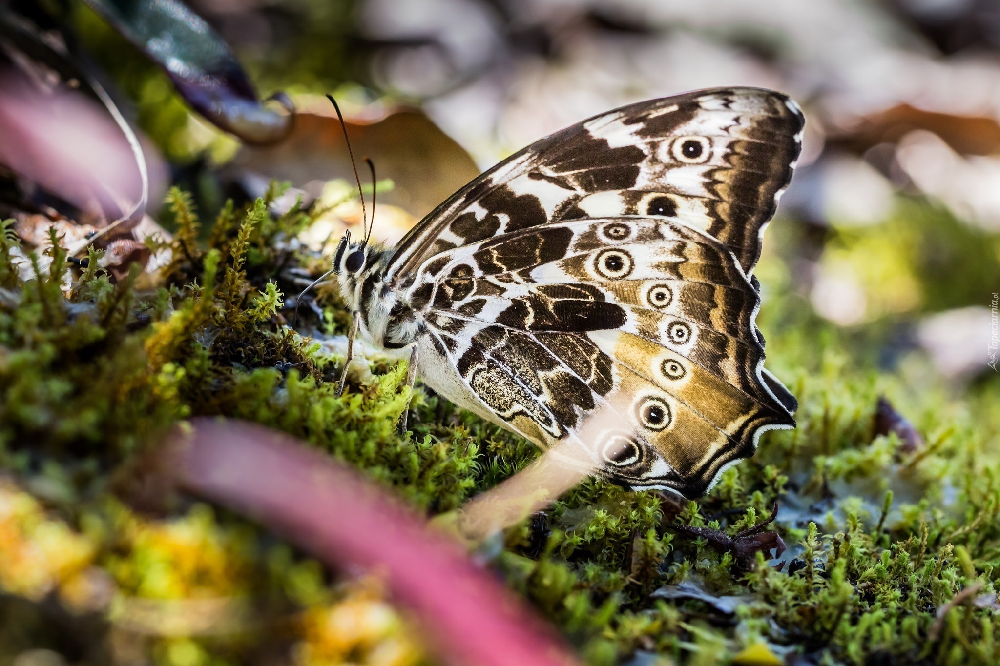 Motyl, Mech, Makro