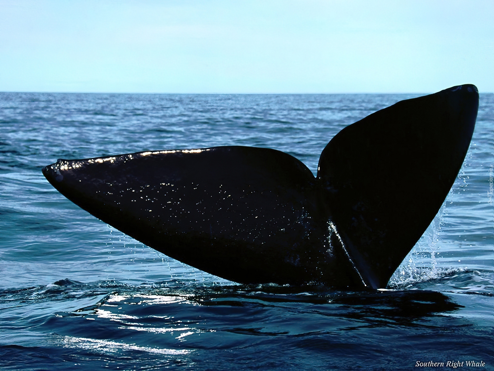 Wieloryb, Płetwa