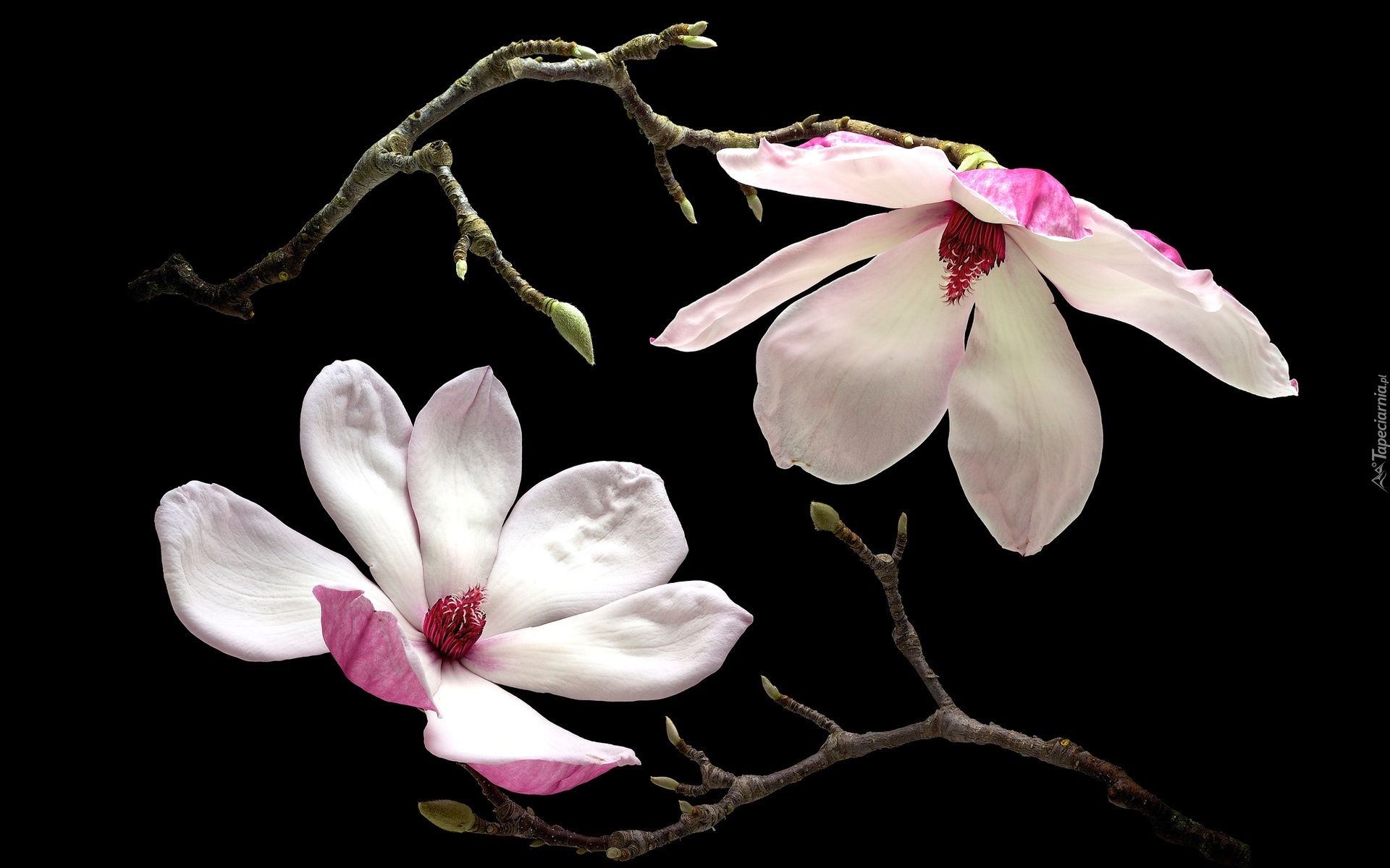 Kwiaty, Magnolia, Gałązki