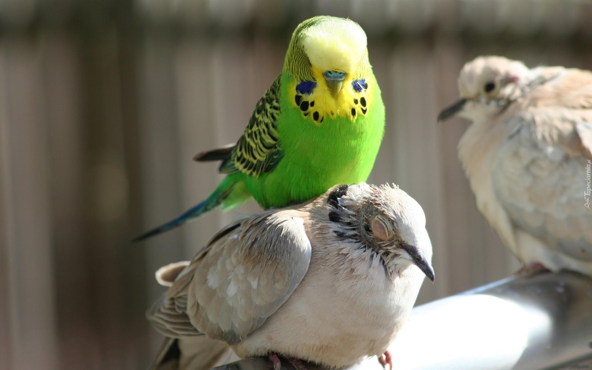 Papuga Falista, Ptaki