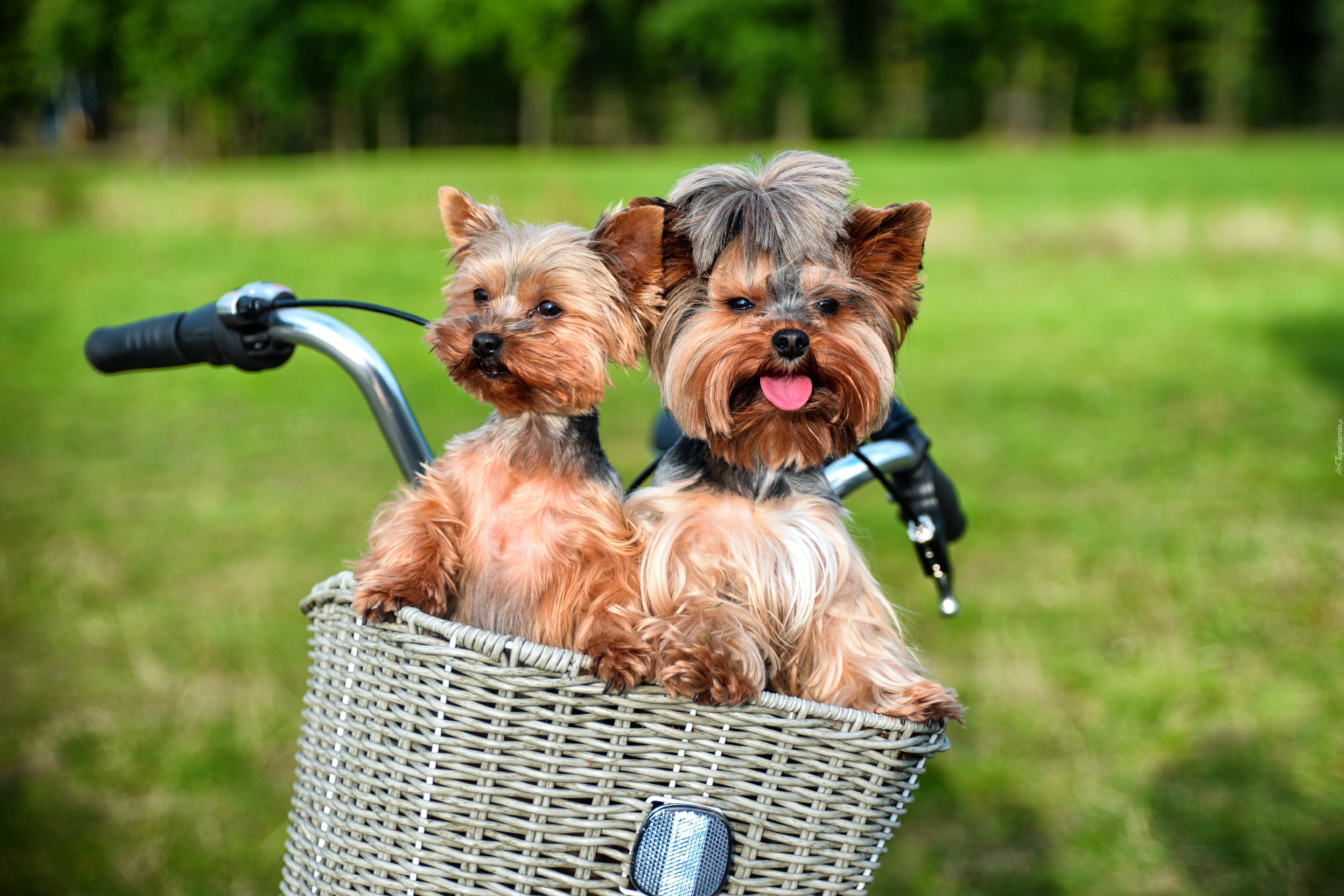 Yorkshire Terrier, Koszyk, Rower