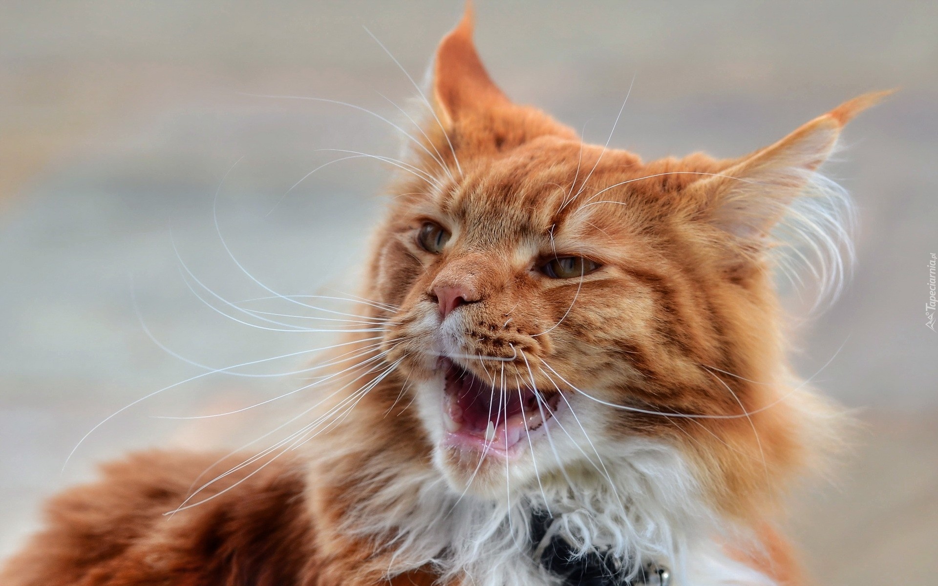 Rudy, Kot, Maine coon