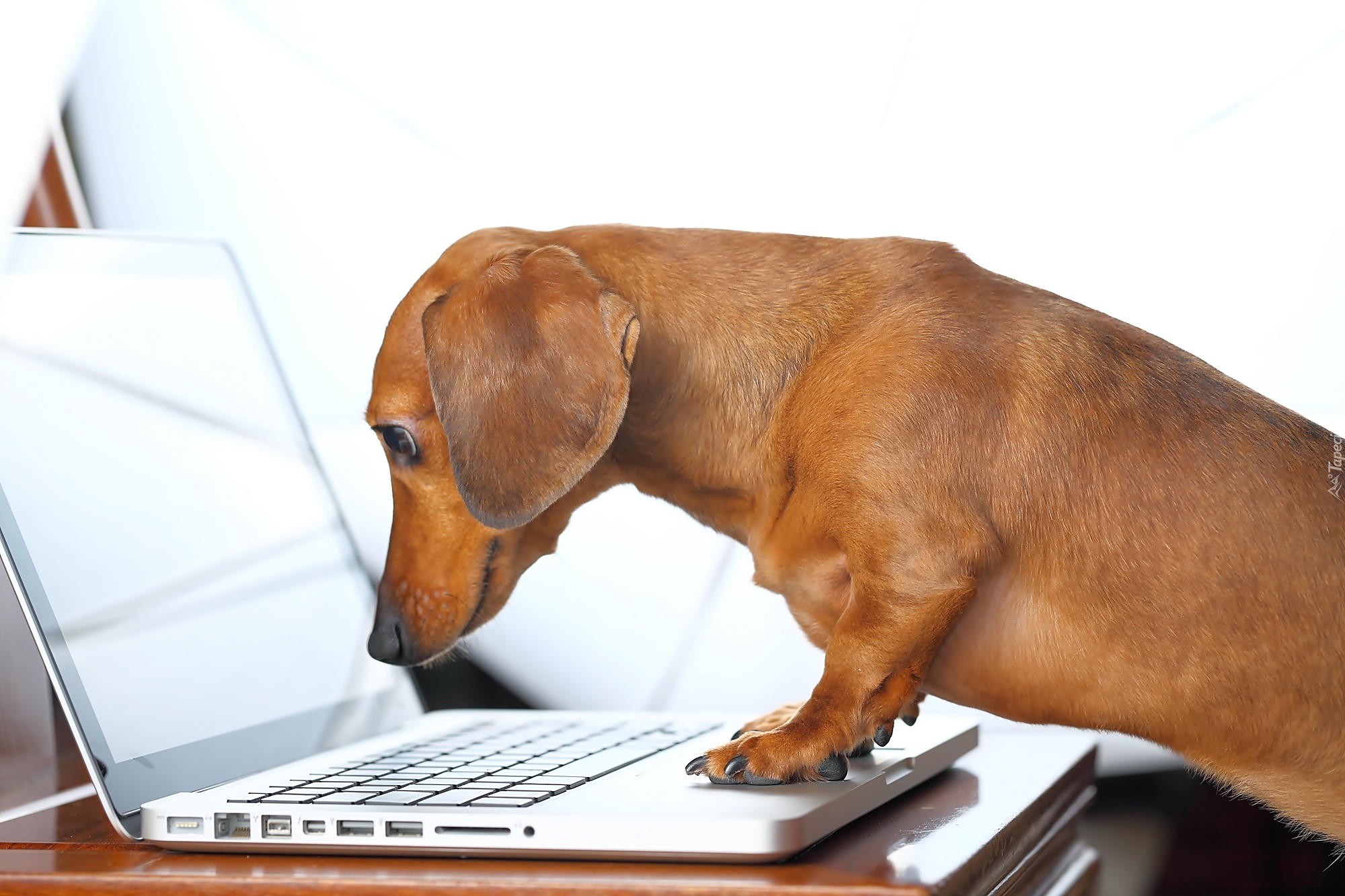 Pies, Jamnik, Laptop, Śmieszne