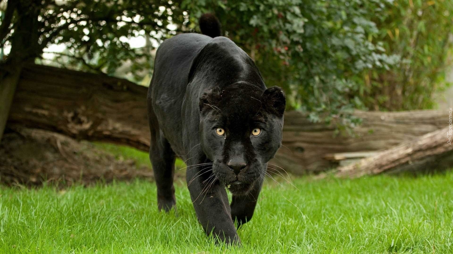 dziki-kot-czarna-pantera