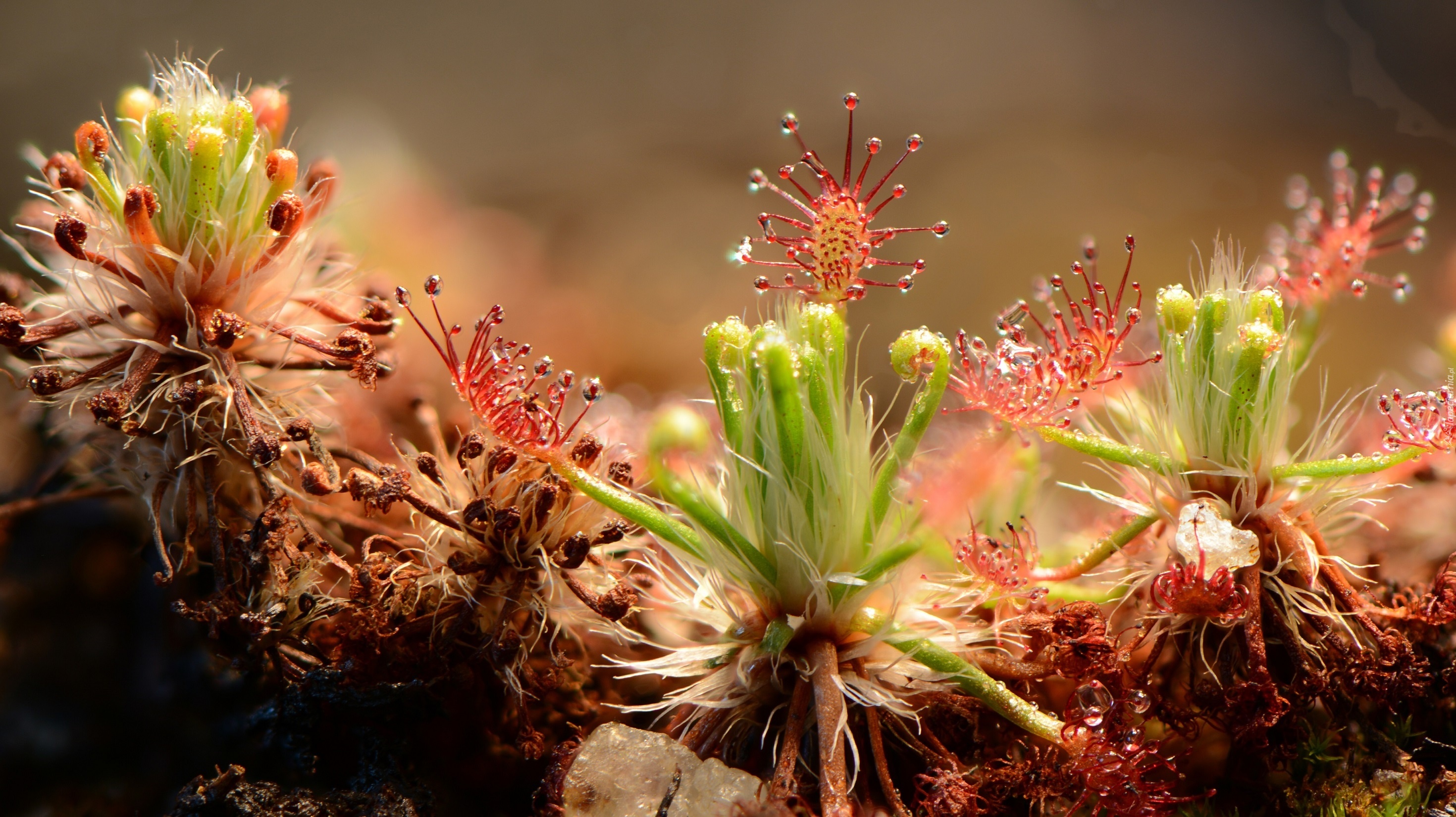 Drosera, Rosiczka