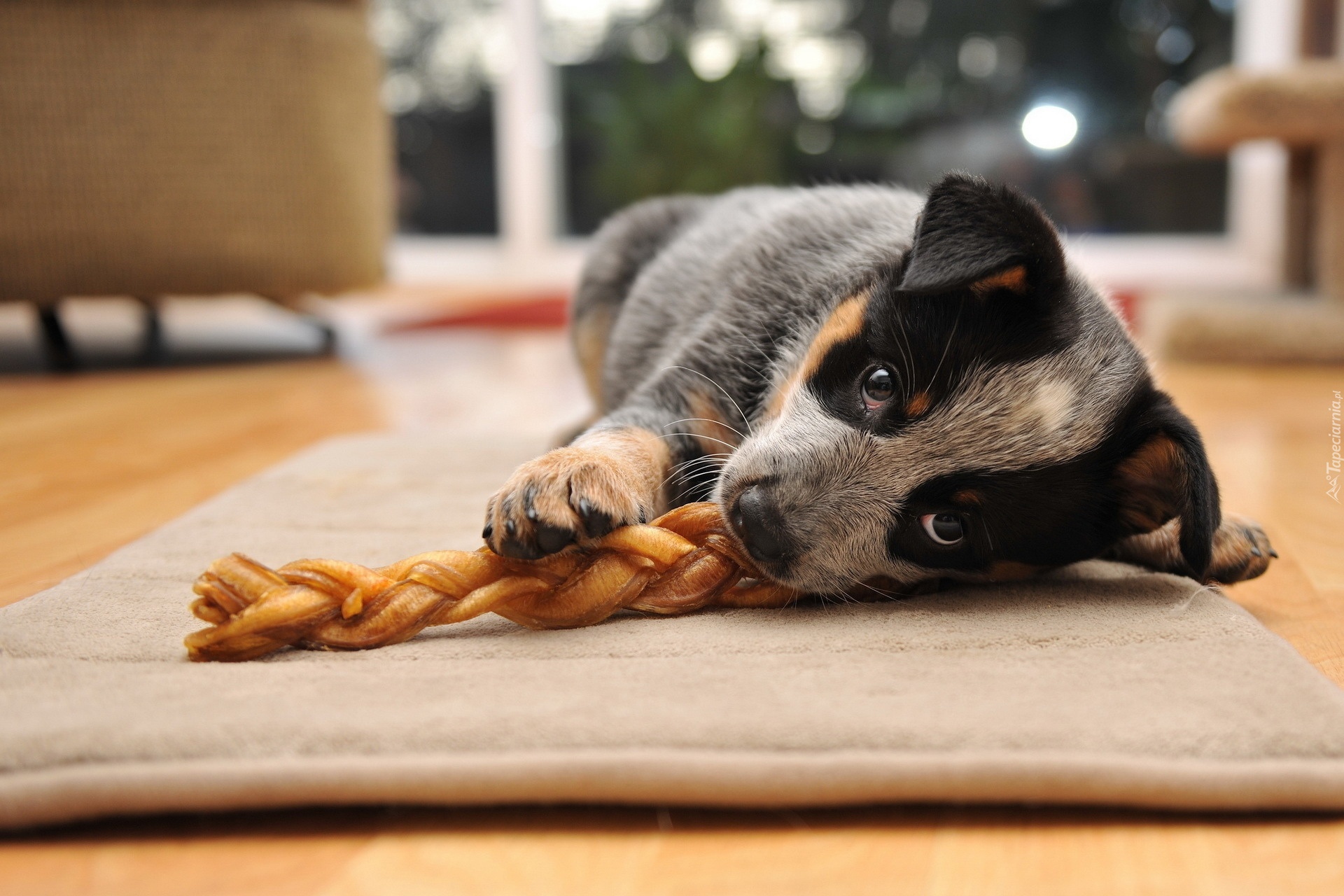 Leżący, Szczeniak,  Australian cattle dog