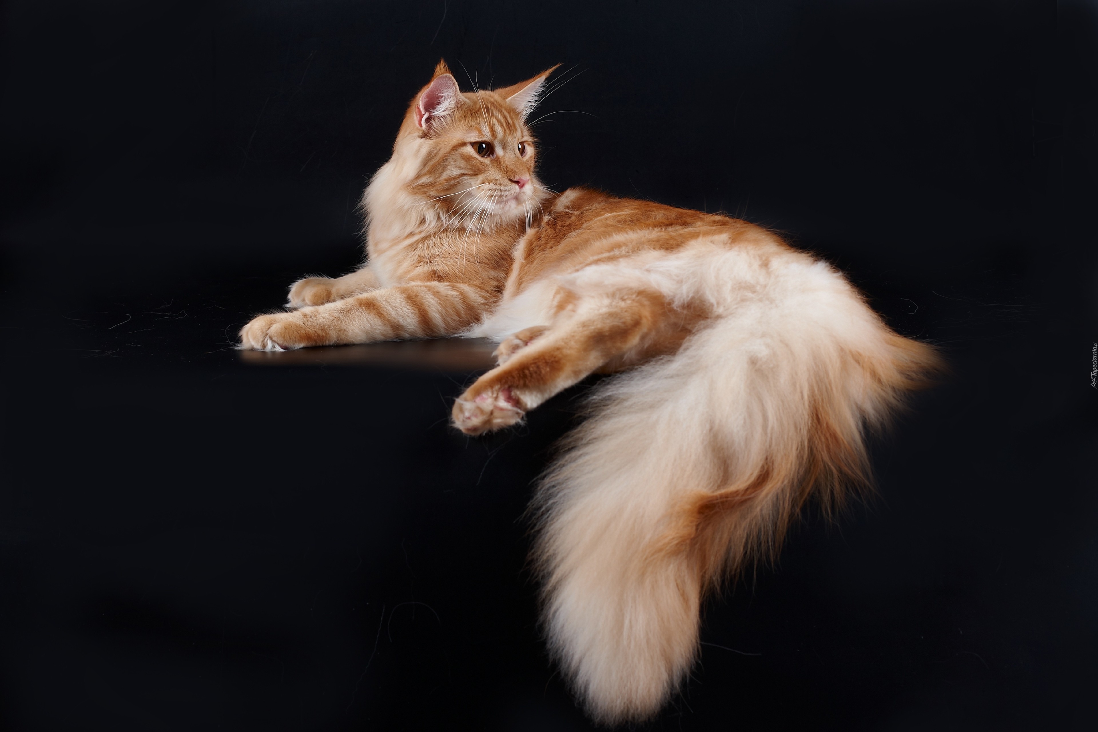 Kot, Maine, Coon