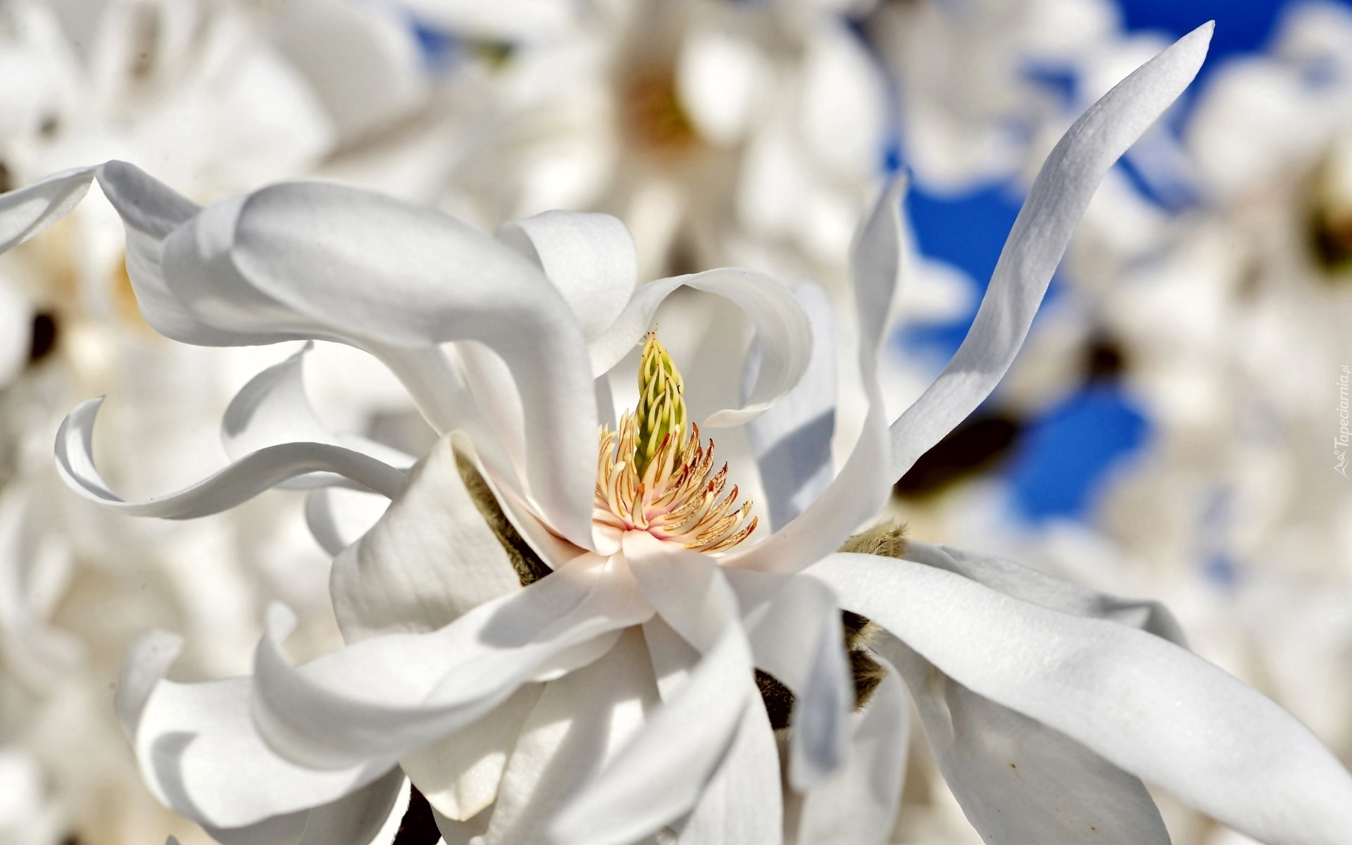 Biały, Kwiat