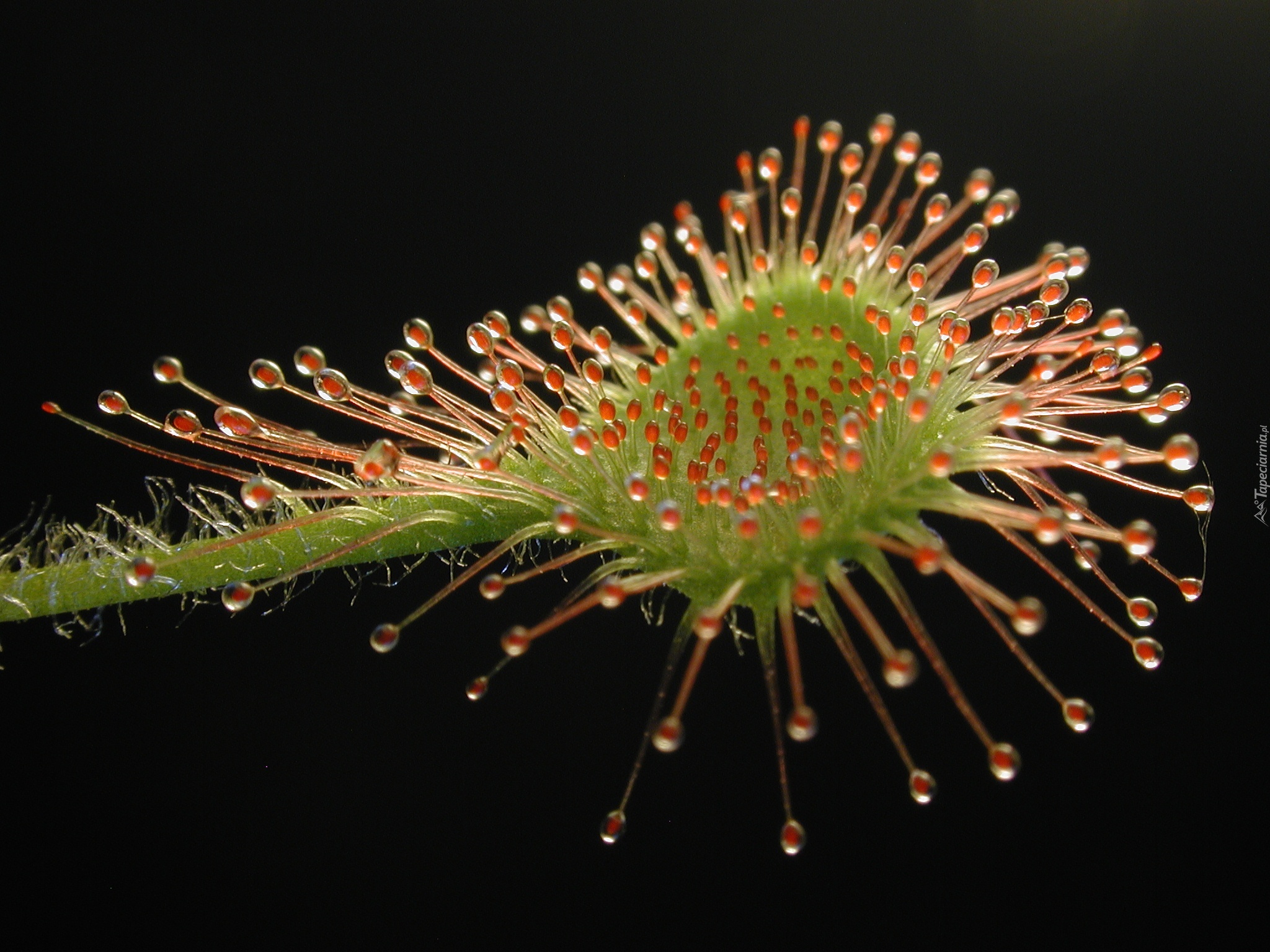 Drosera, Rotundifolia, Rosiczka