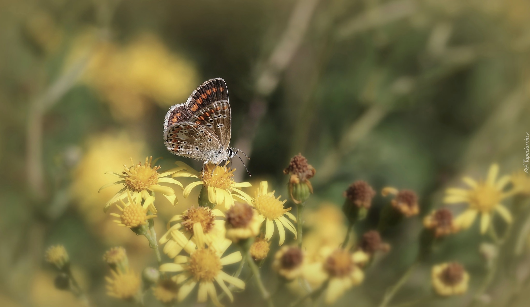 Motyl, Żółte, Kwiaty