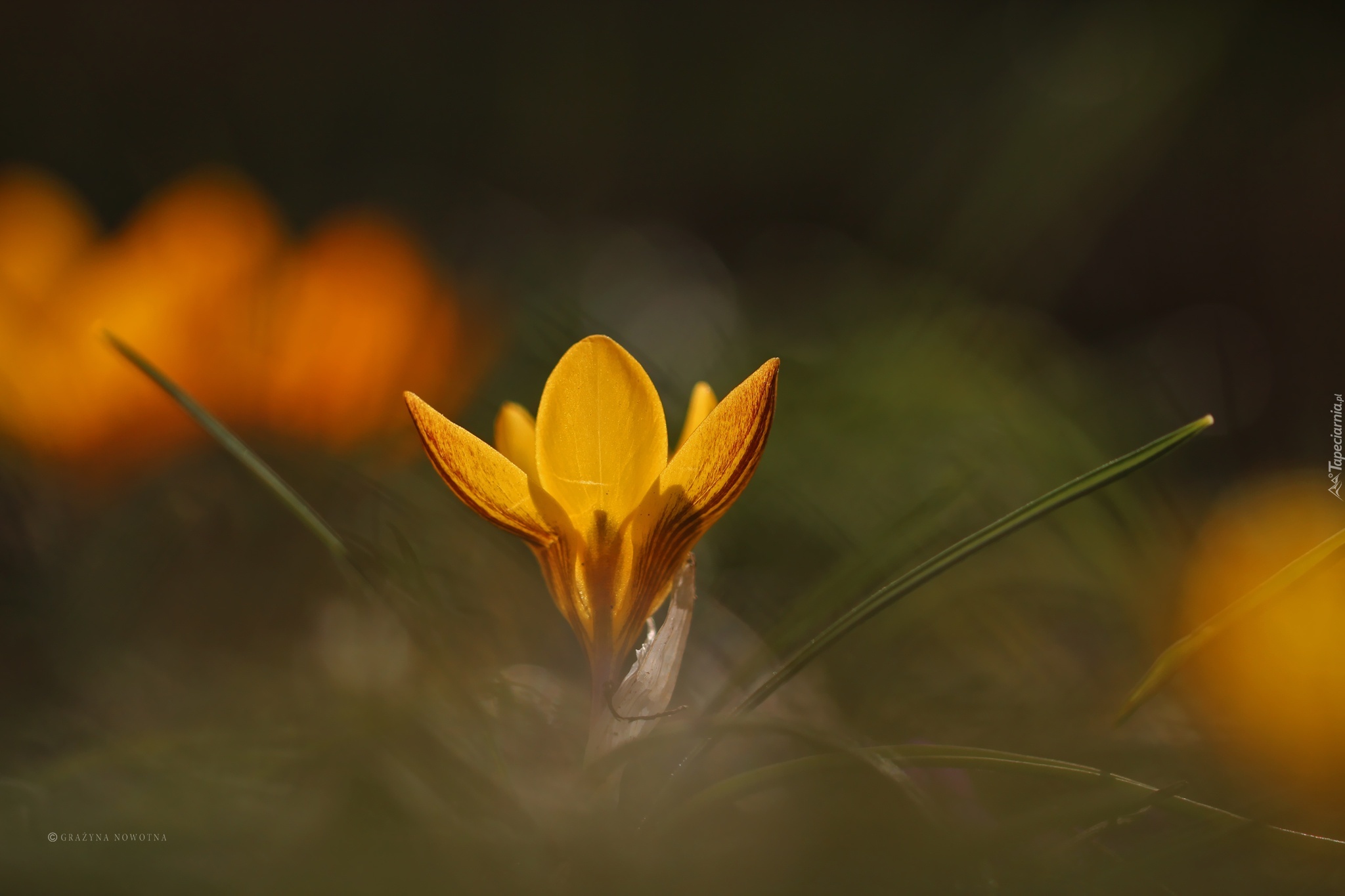 Żółty, Krokus, Kwiat